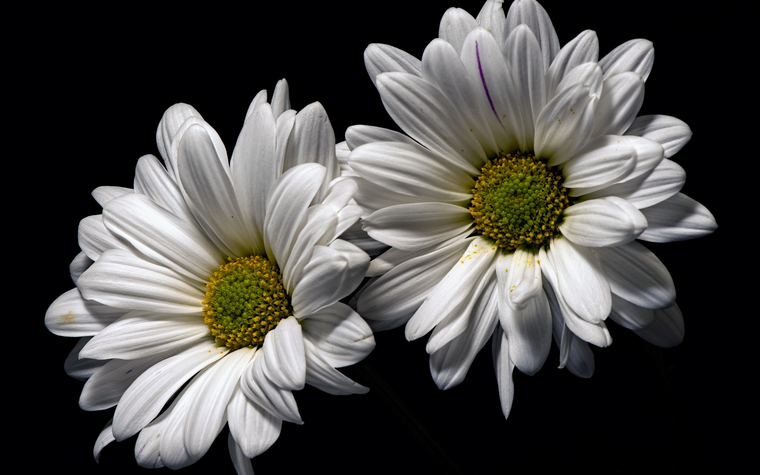 есть два белых цветка, которые находятся на черной поверхности