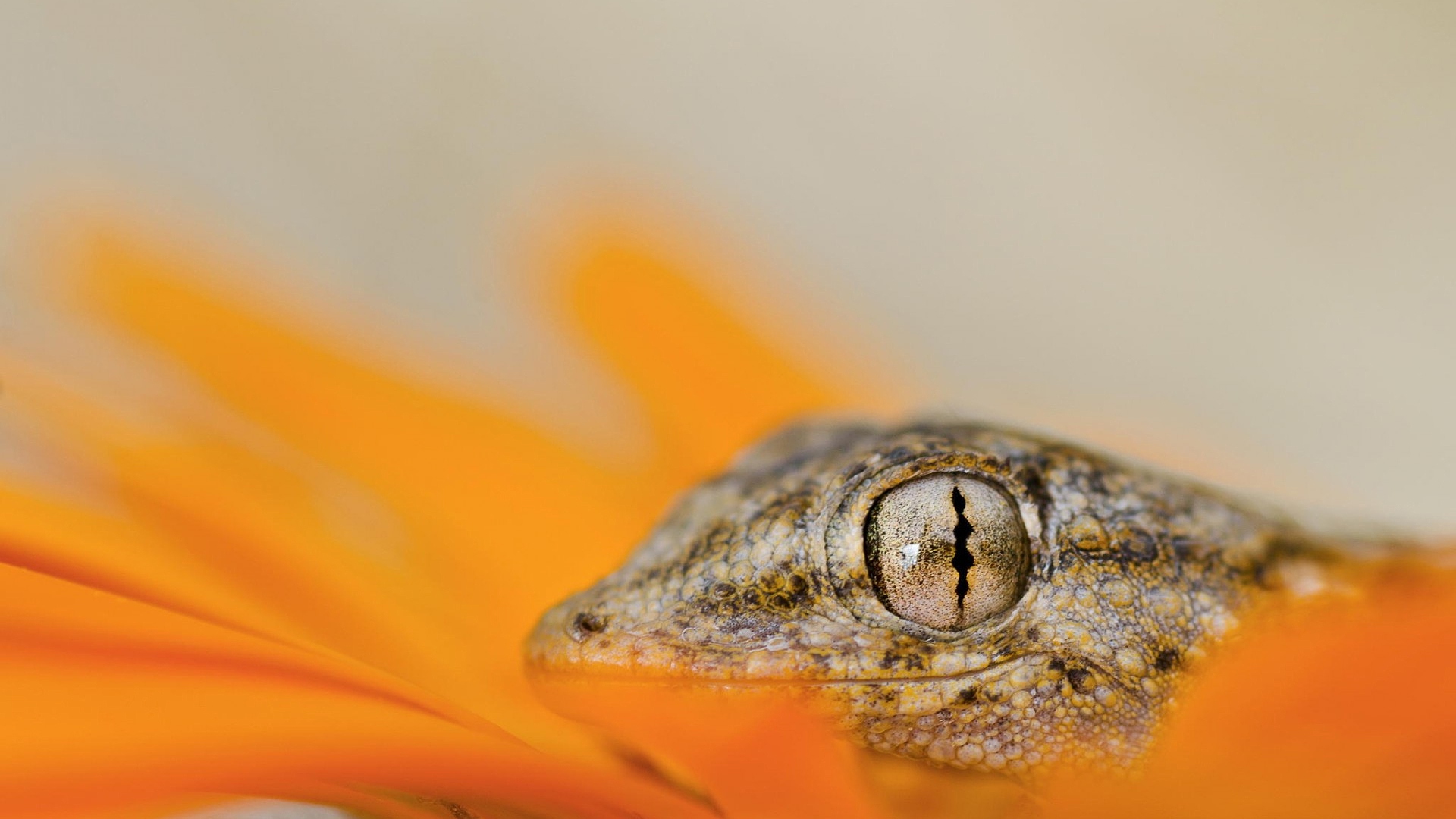 gecko, ящер, голова