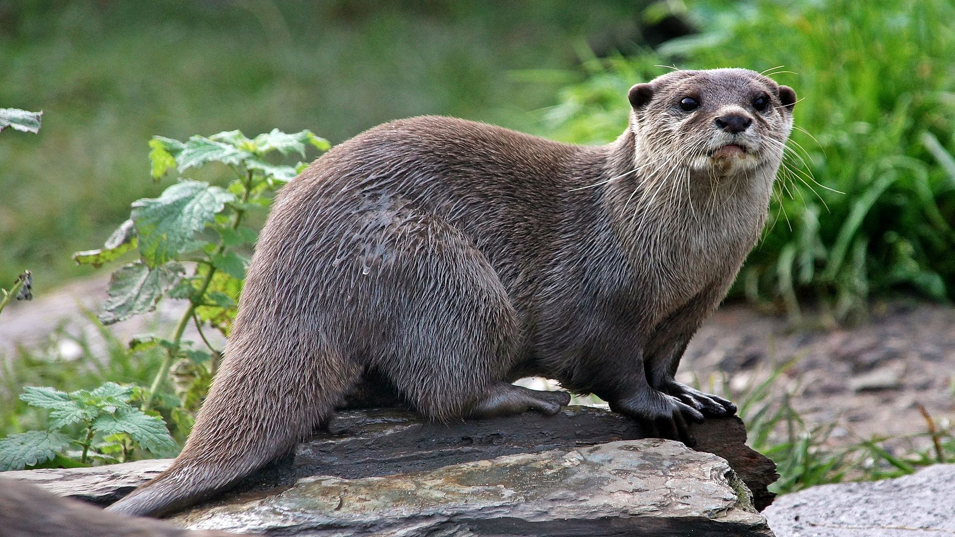 otter, animal