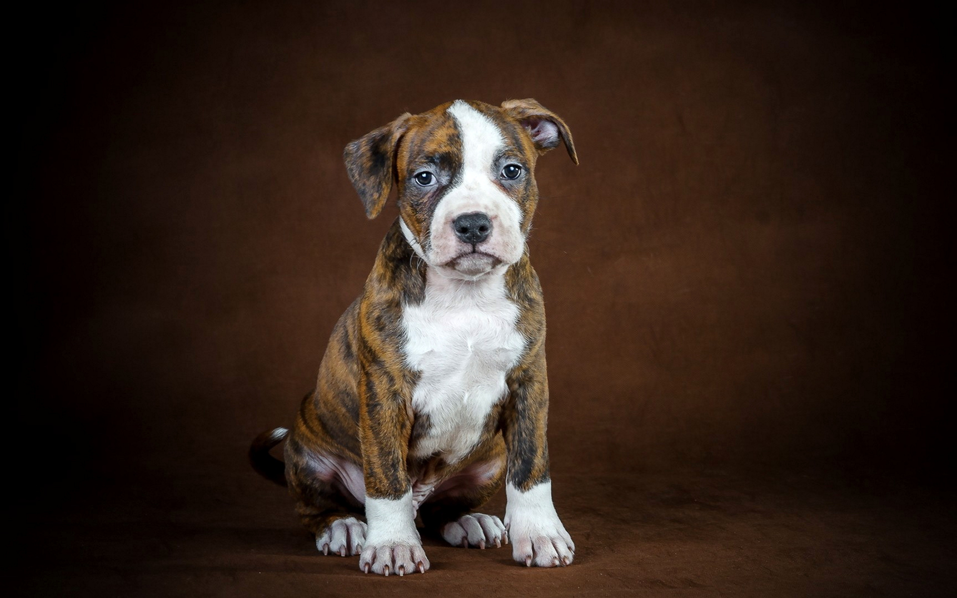 коричнево-белая собака сидит на коричневом фоне