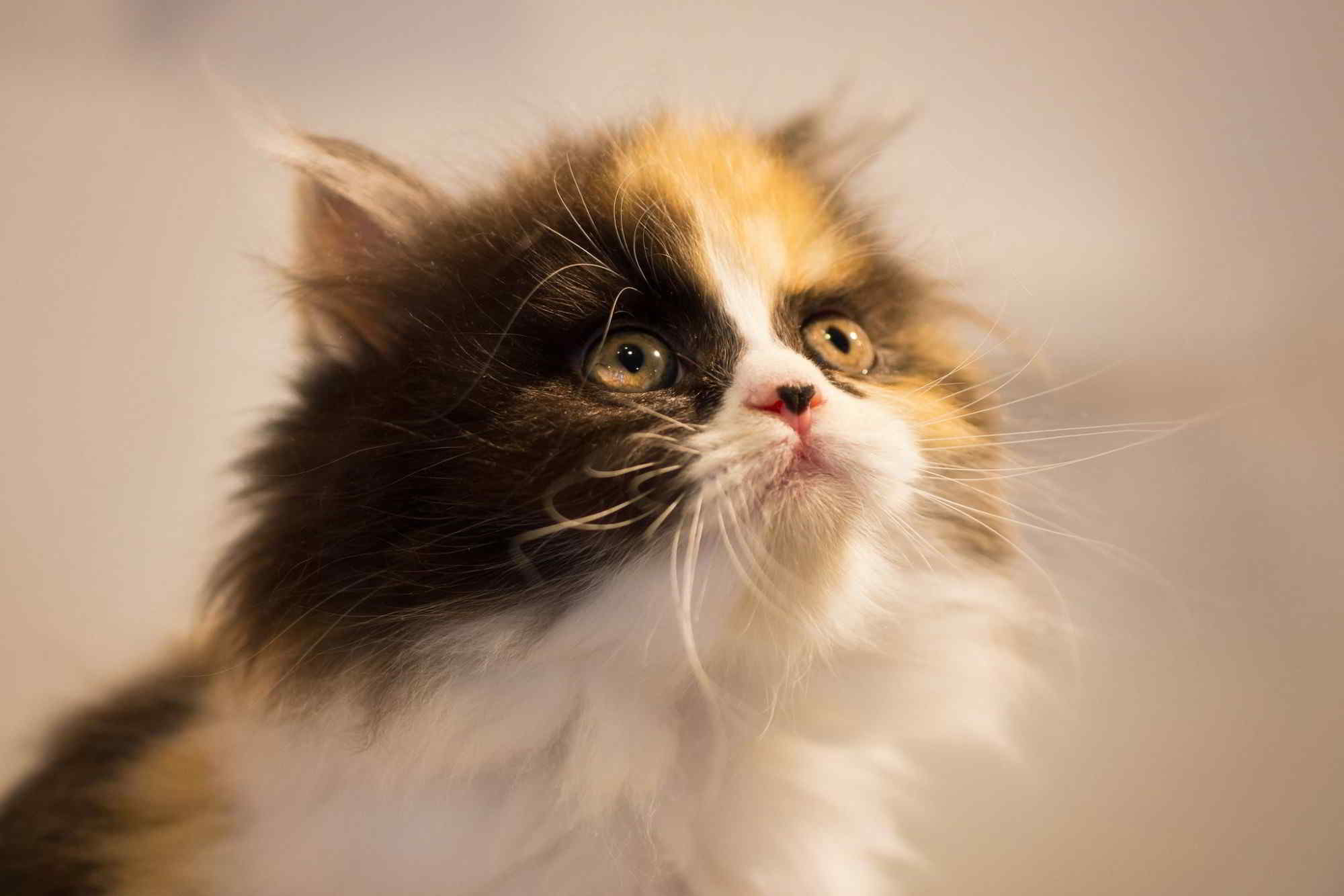 загрузка, дентигмо, котенок