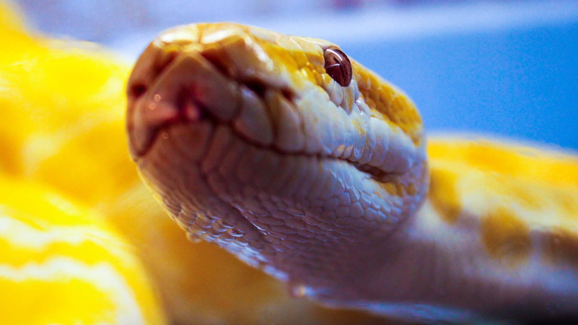 змея белая язык животное бесплатно