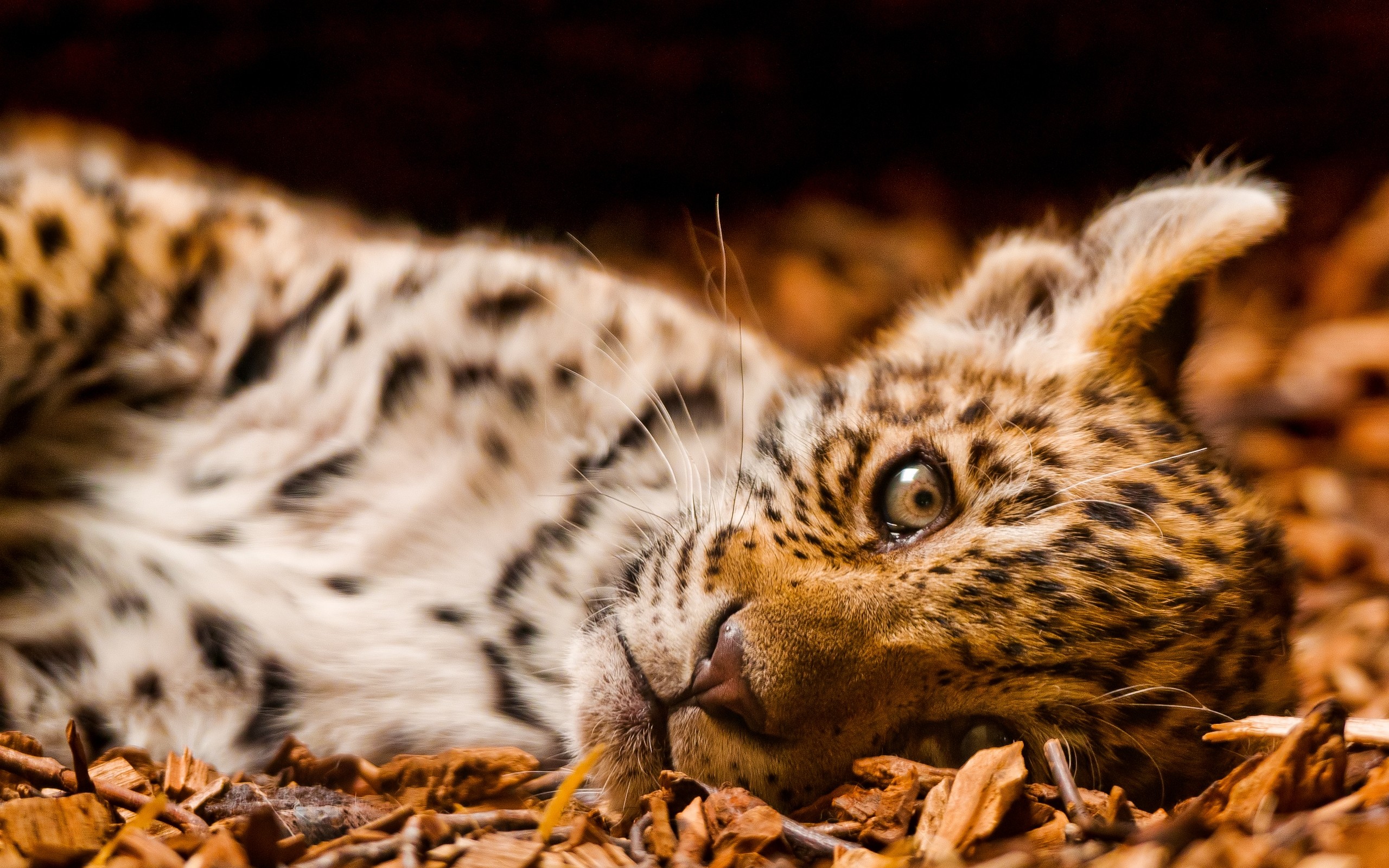 jaguar, маленький