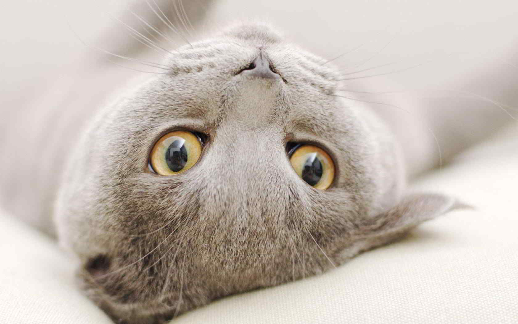 кошка, мордочка