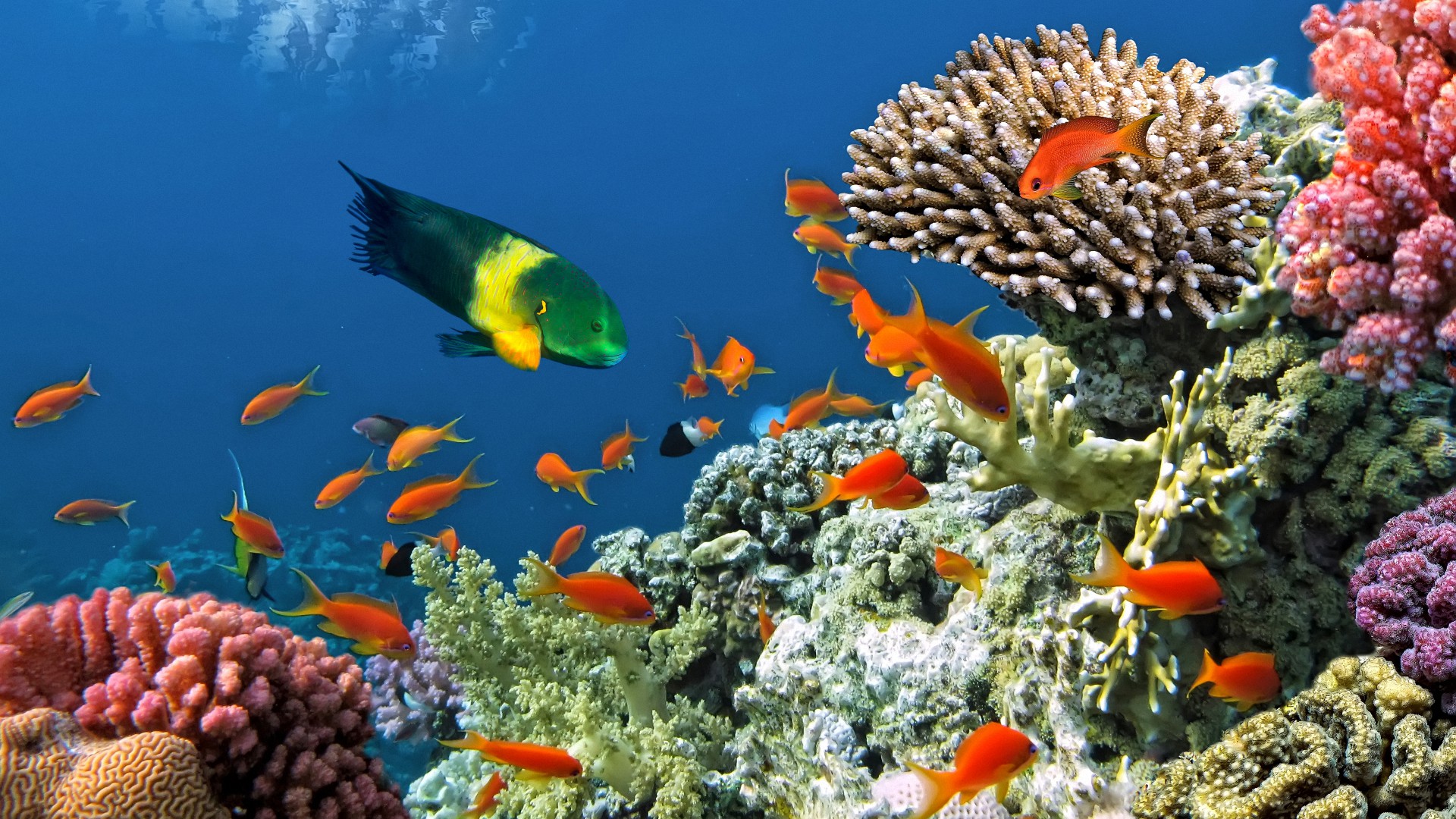 coral, риф, underwater