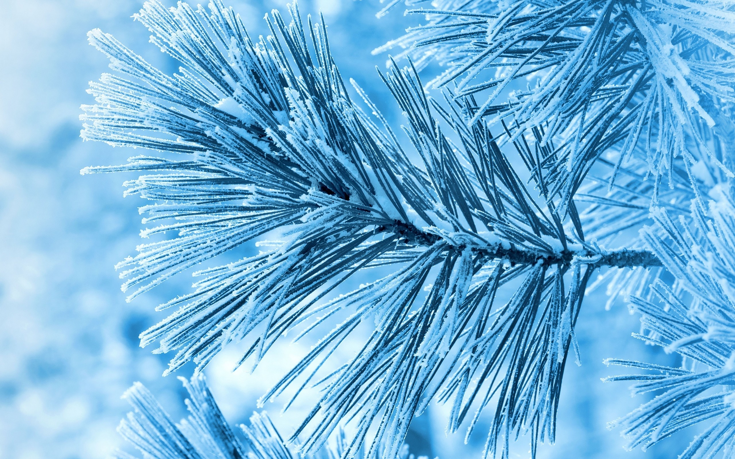 winter, снег, иней