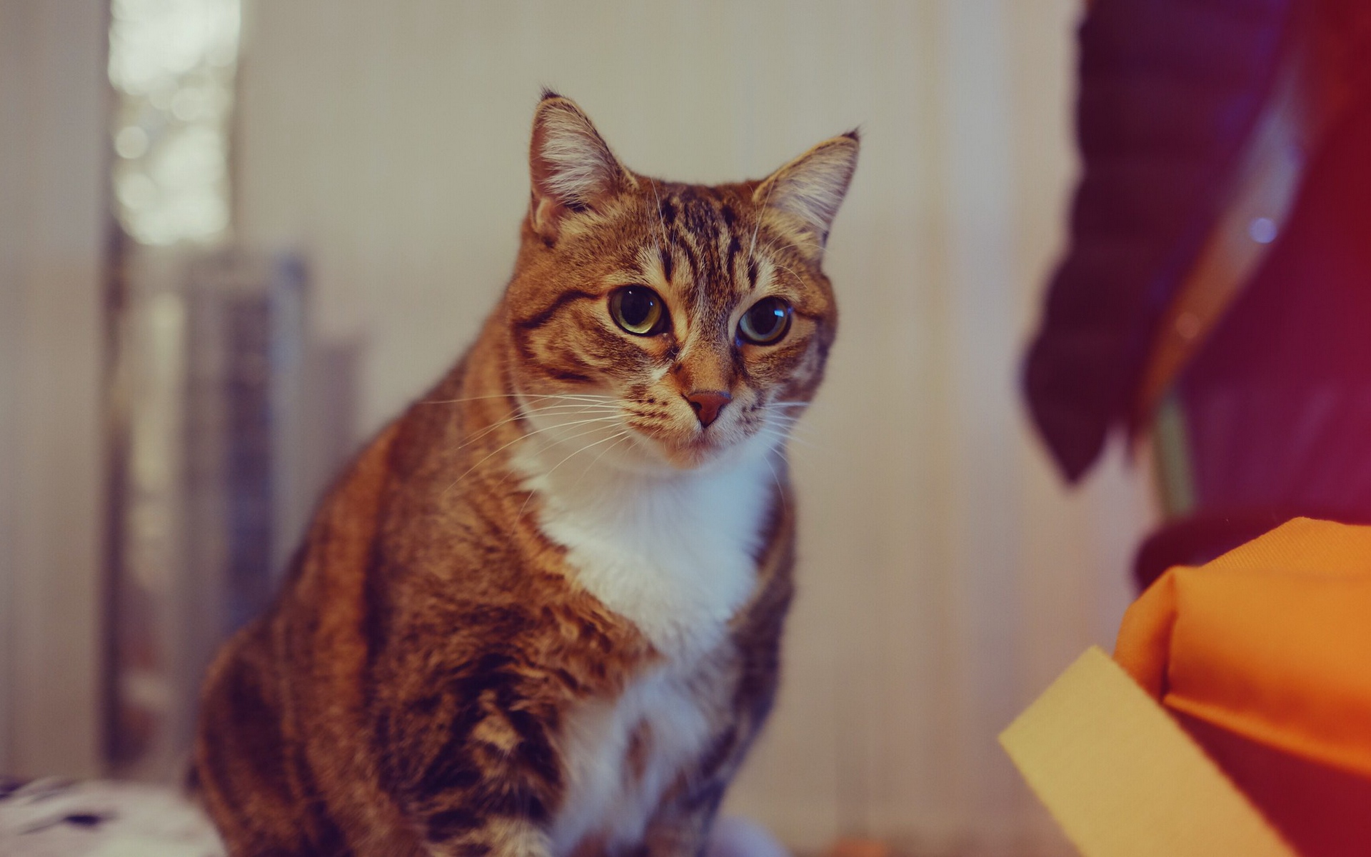 кот