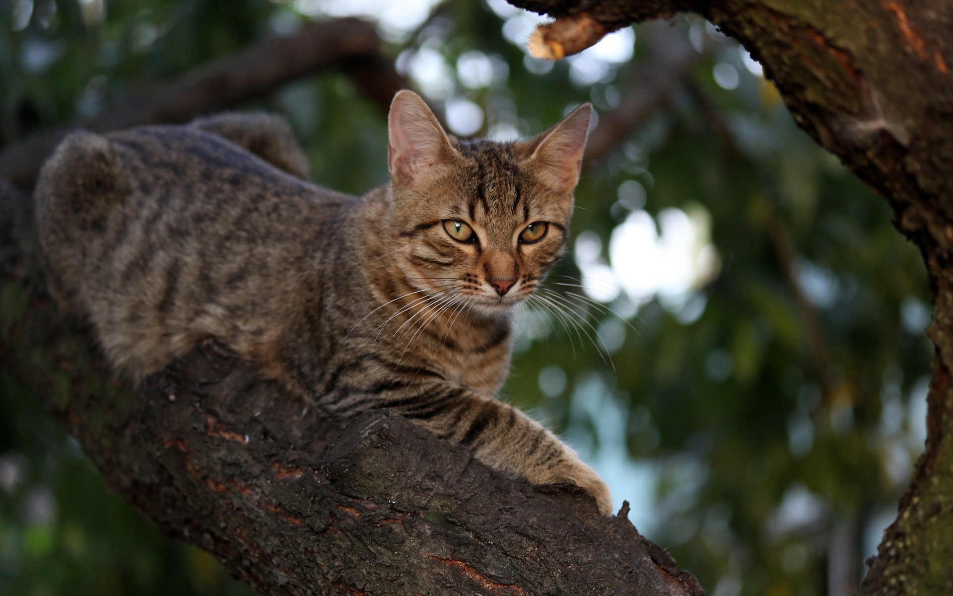 кот, вперед, поднимайся
