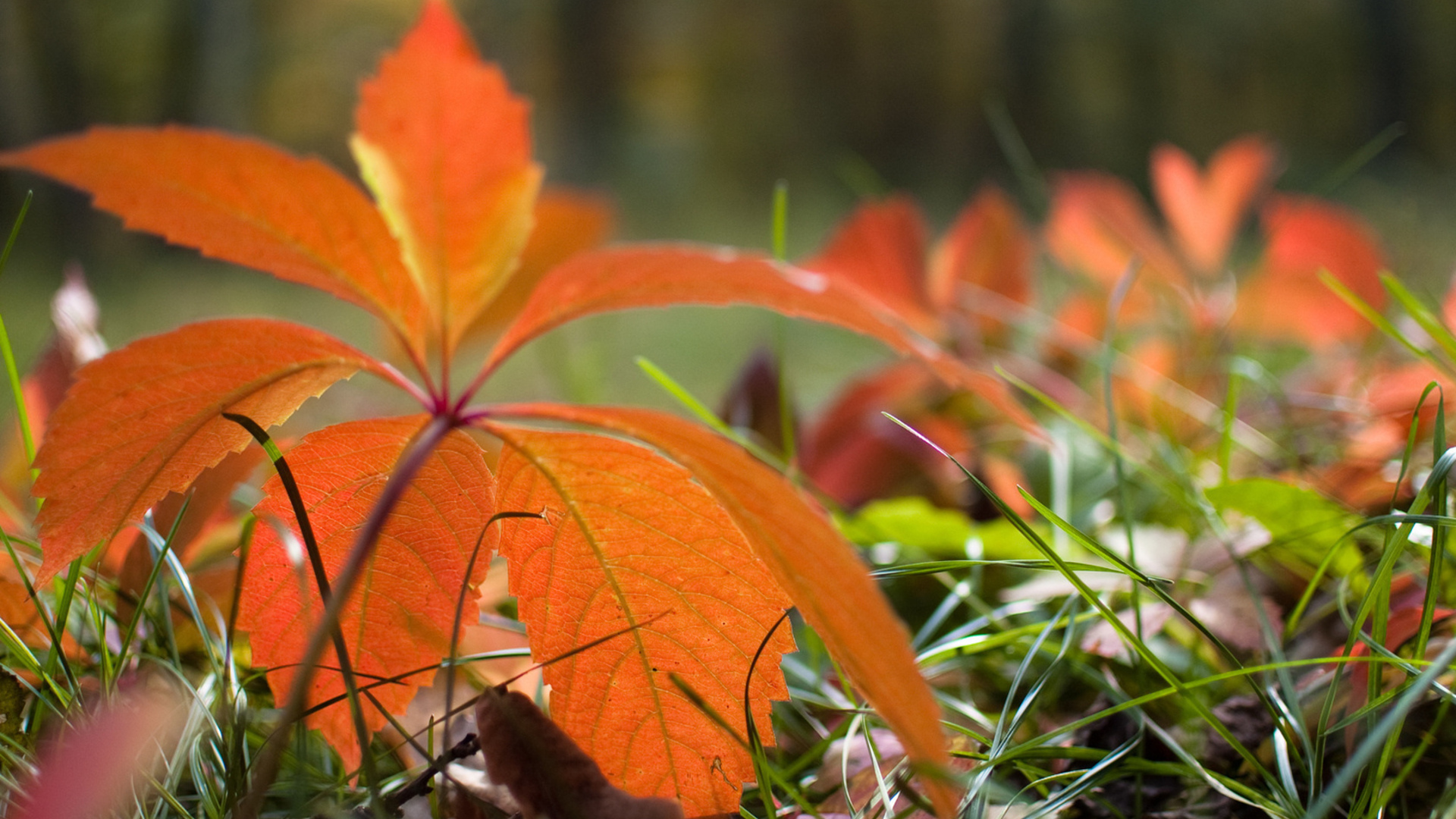лист осень трава природа бесплатно