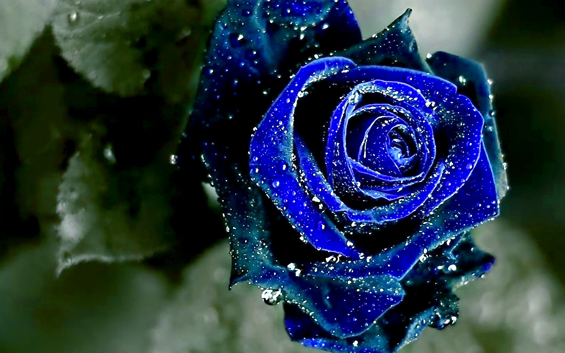 роза капли синяя rose drops blue скачать