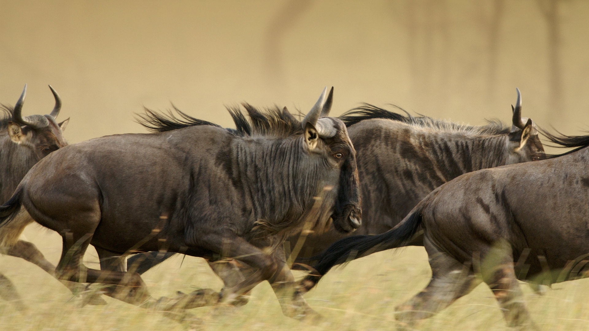 serengeti, national, park