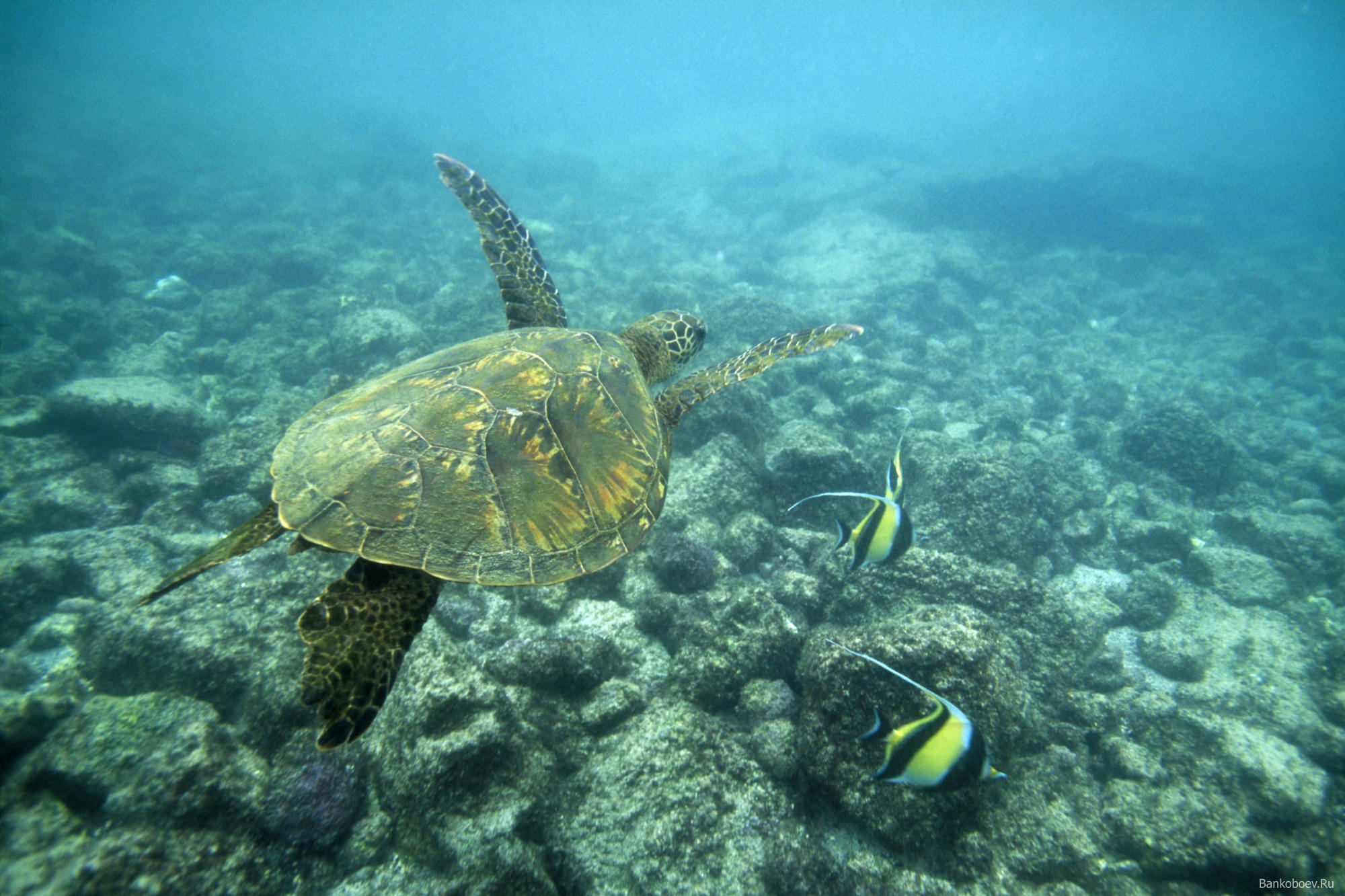 черепаха океан подводный скачать