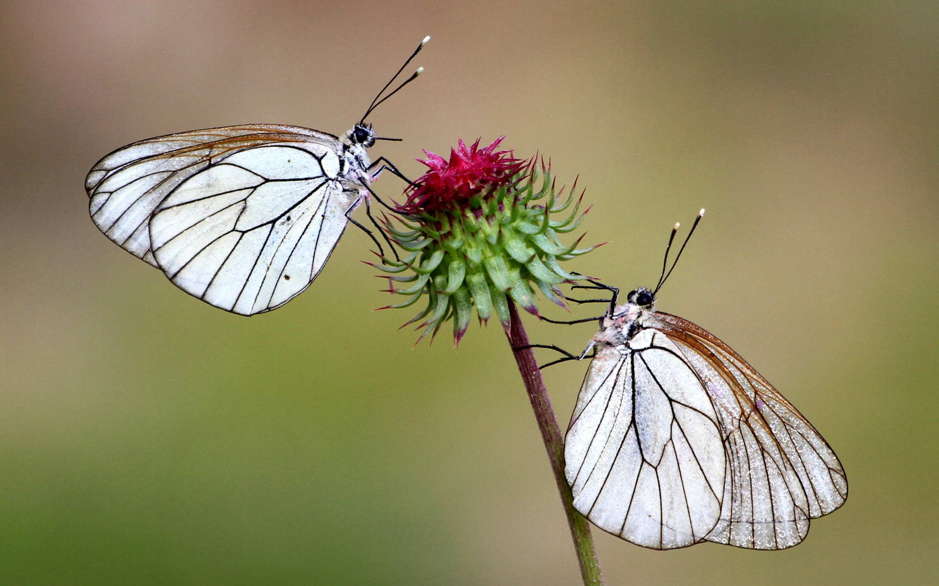 бабочки, flor, mariposas