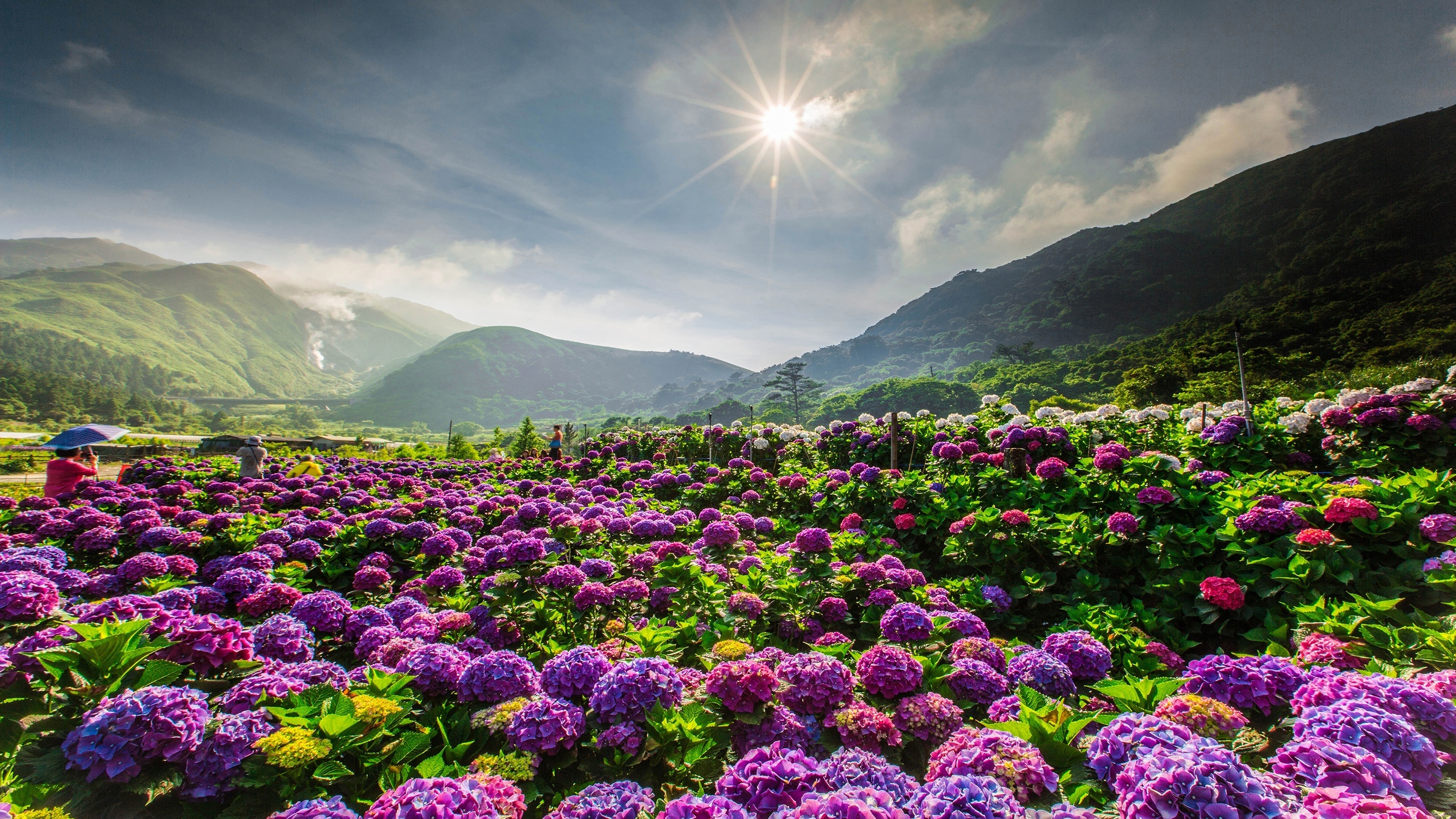 flore, hortensia, реальное