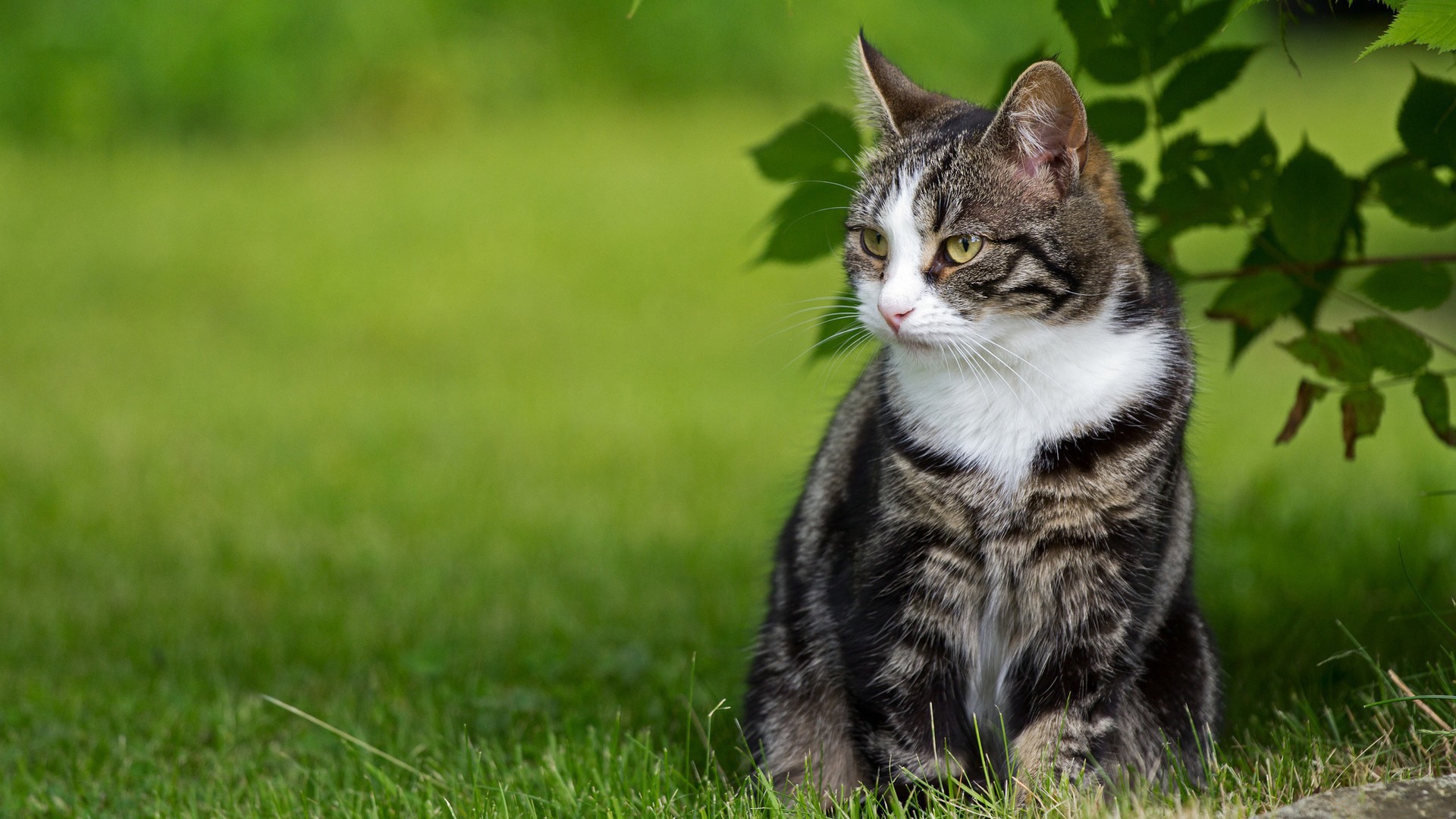 искусство, тарелка