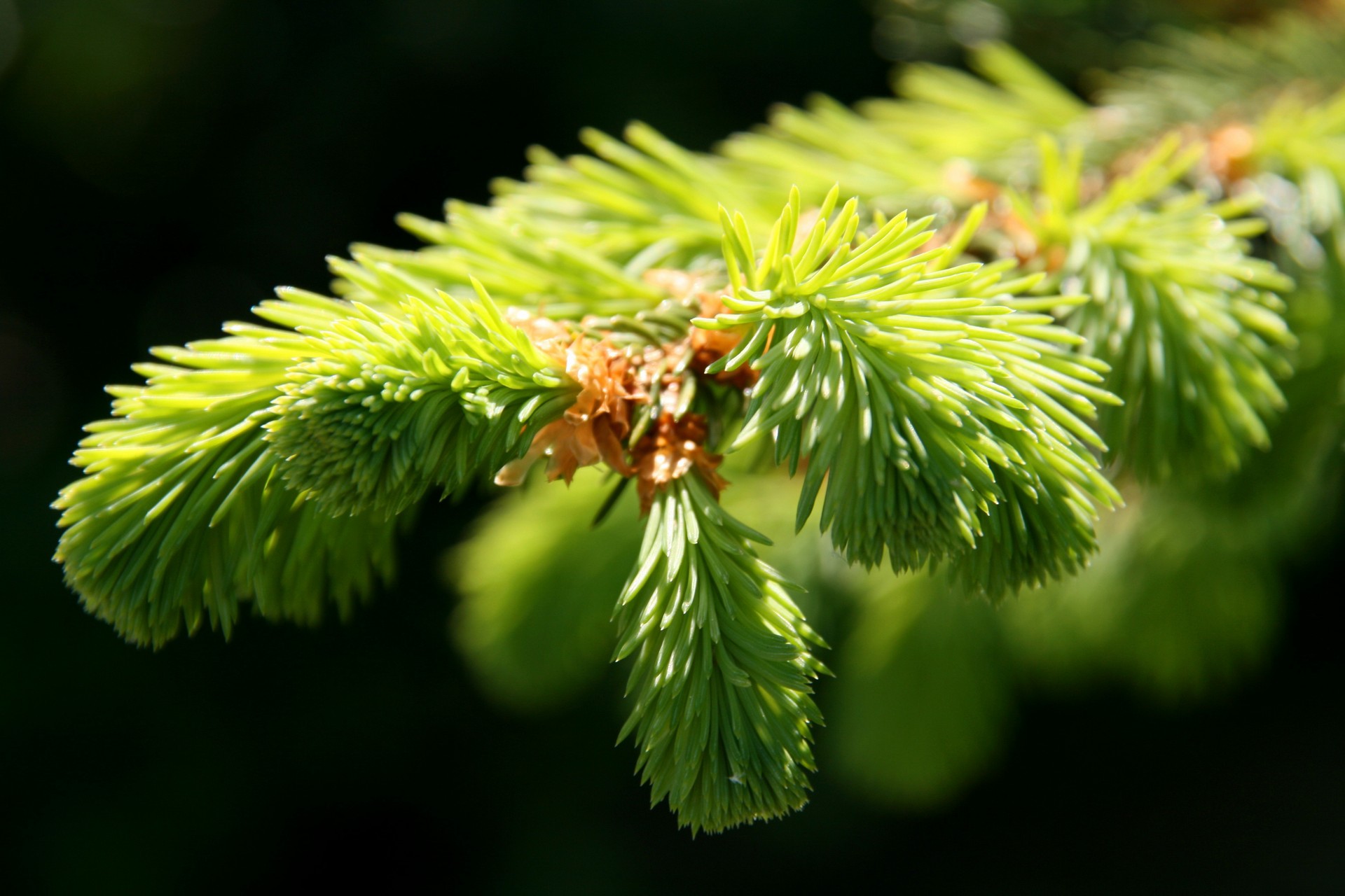pine, lung