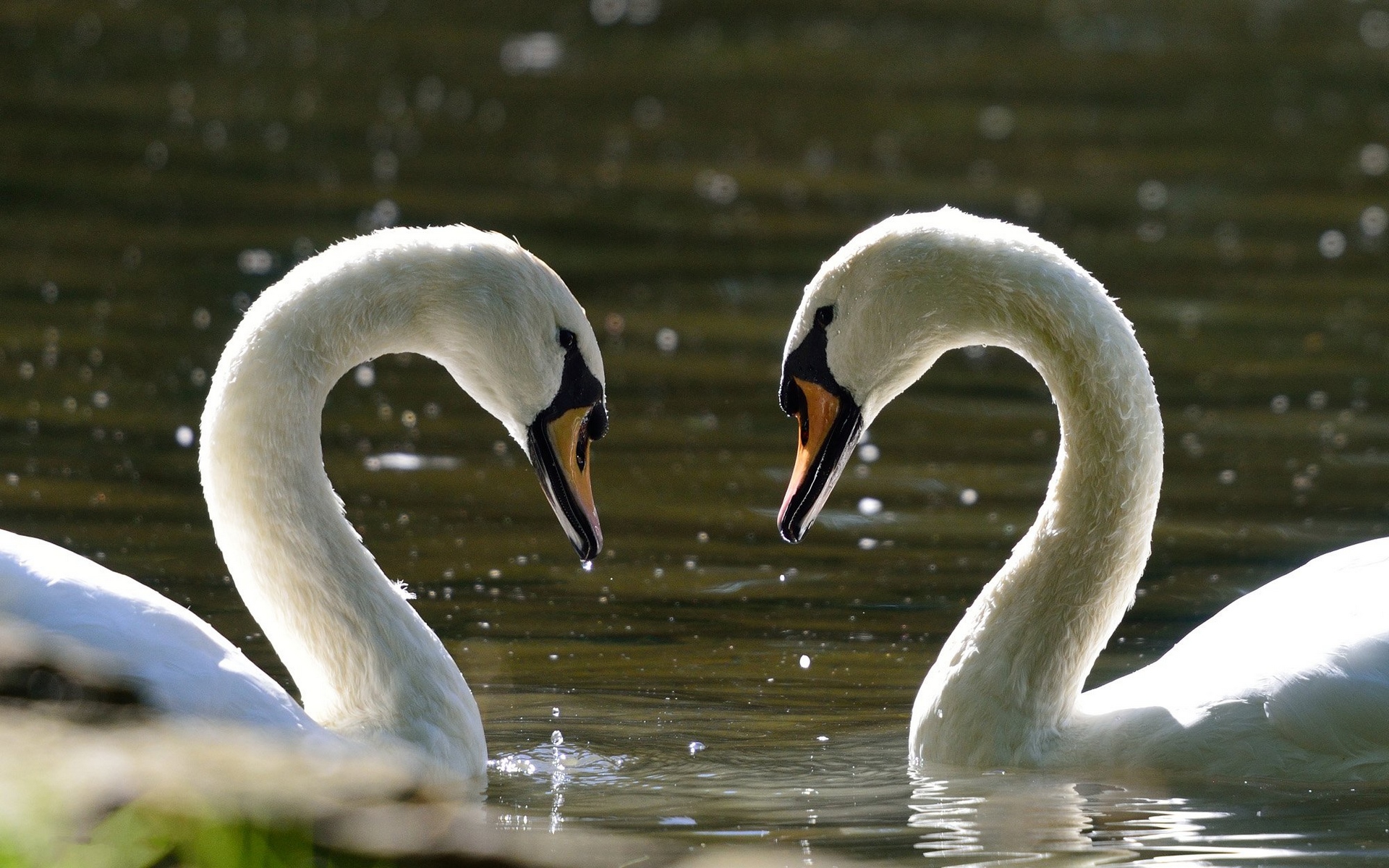 лебедь, фото, птица