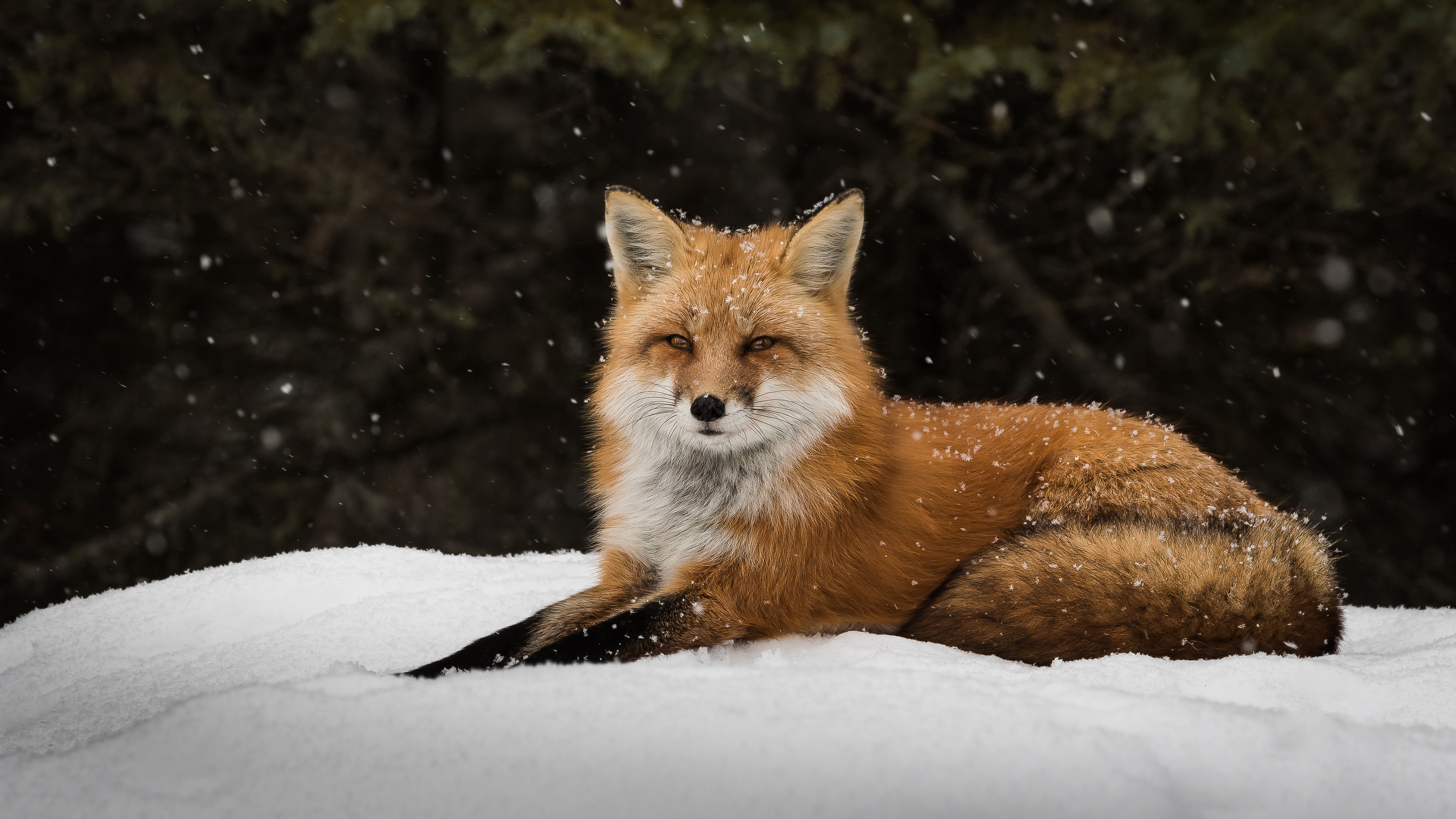 K fox. Лиса. Красивая лиса. Лисы зимой. Лиса лежит.