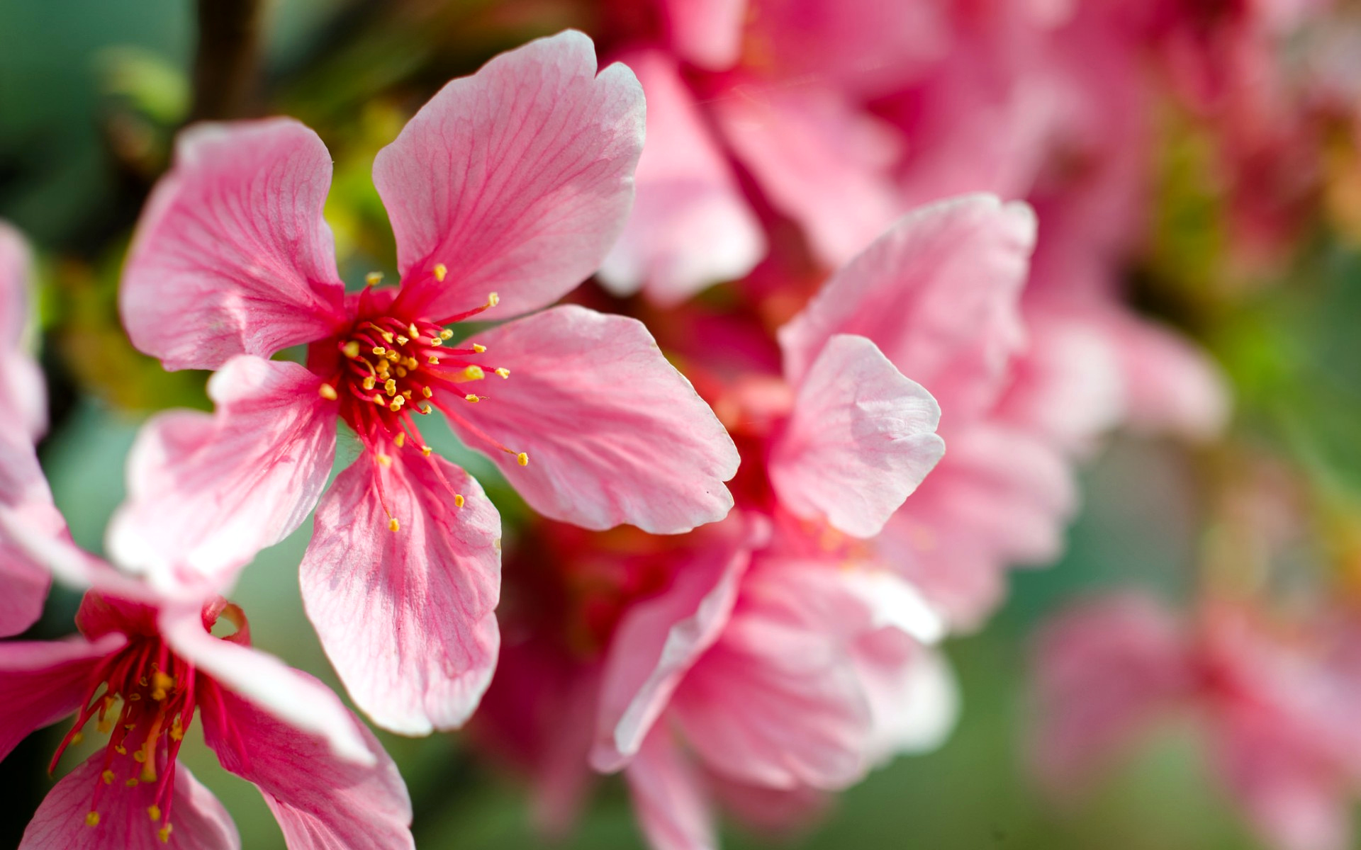 Розовая вишня букв. Макроцветы Сакура. Цветы вишни. Цветущая вишня макро. Цветок Сакуры макро.
