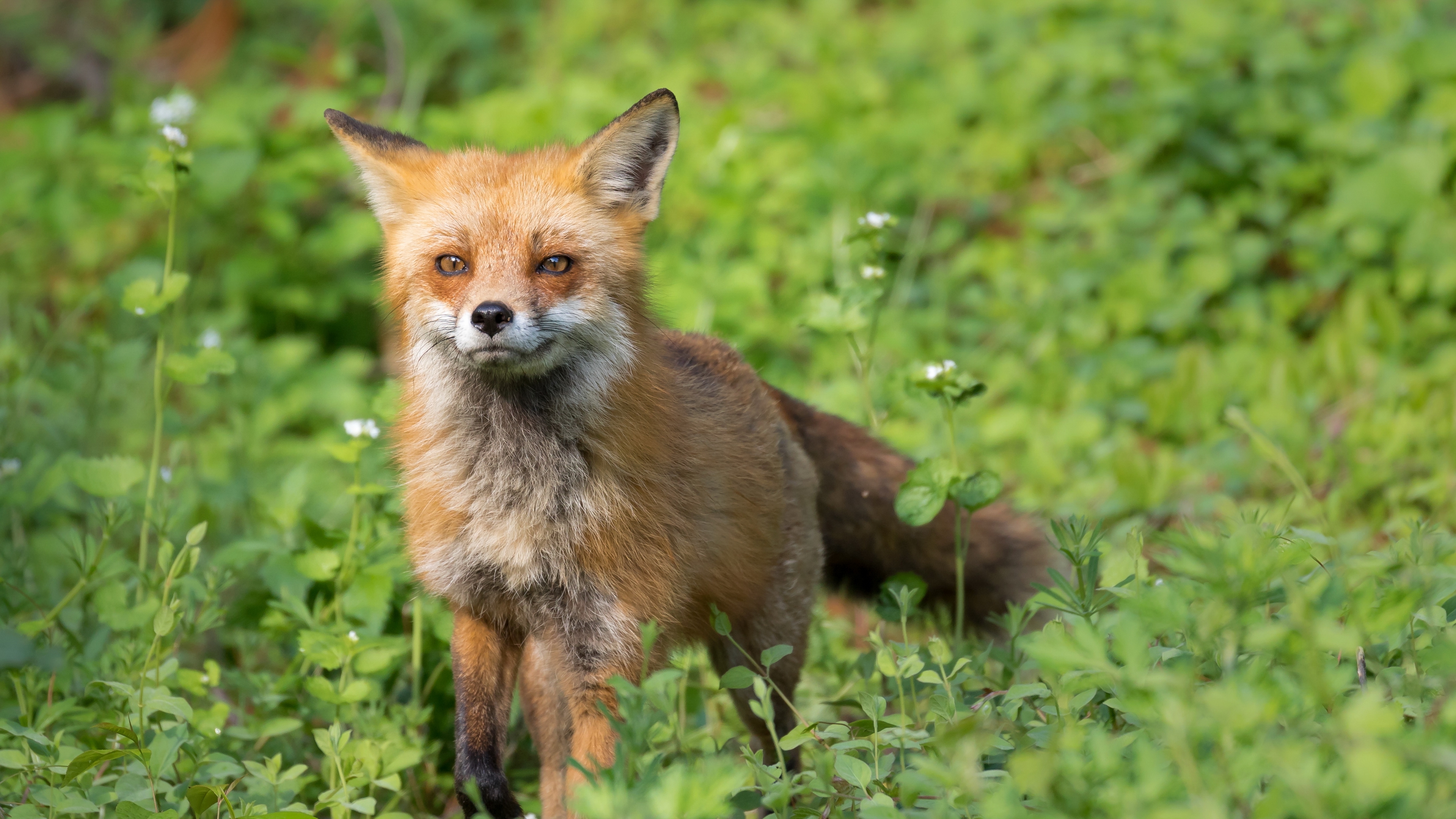 Покажи fox. Лиса. Фото лисы. Малая лисица. Рыжая лиса.