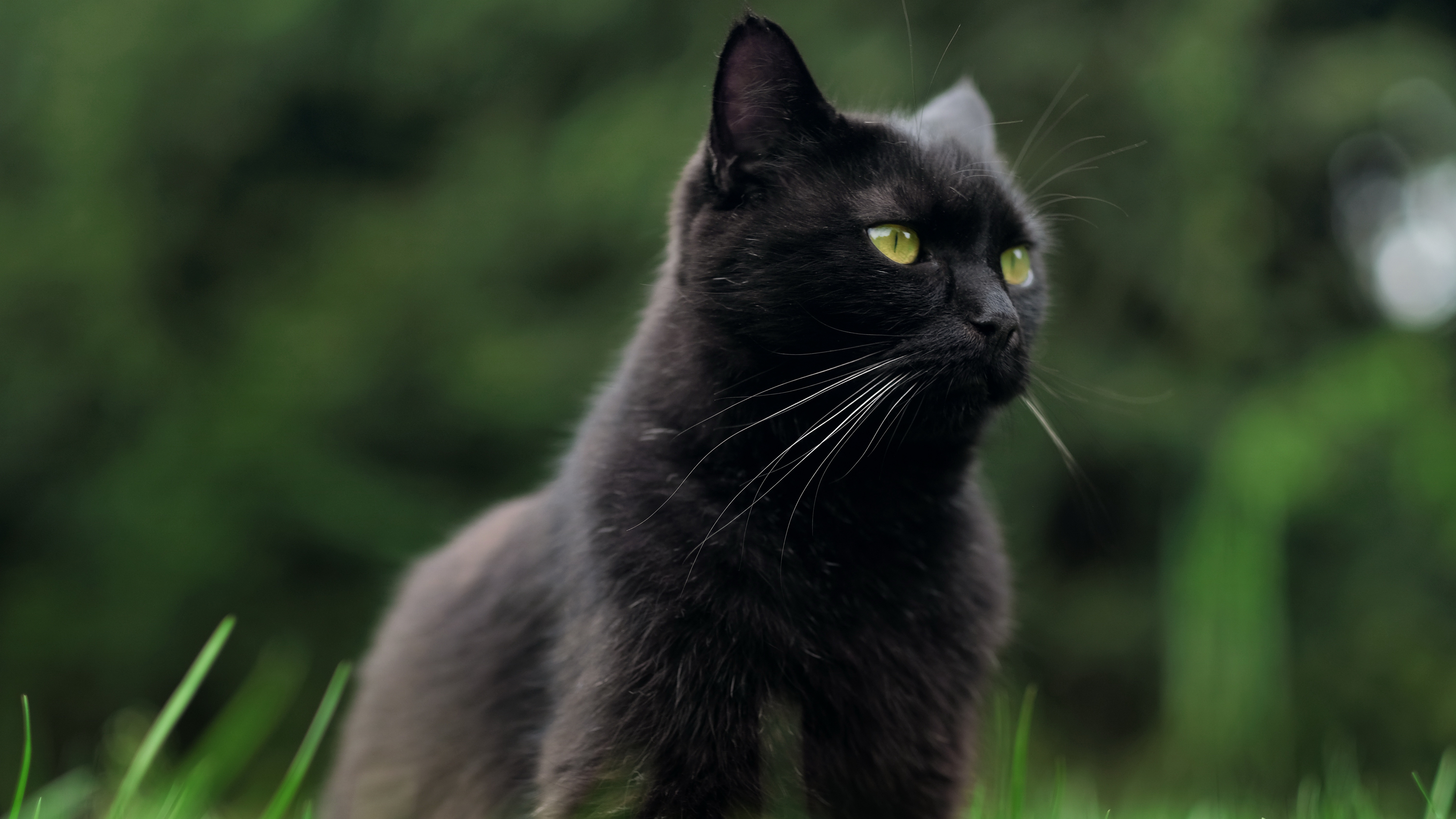 Черные кошки 9. Бомбейская кошка длинношерстная. Чёрный кот. Черные коты. Черный.