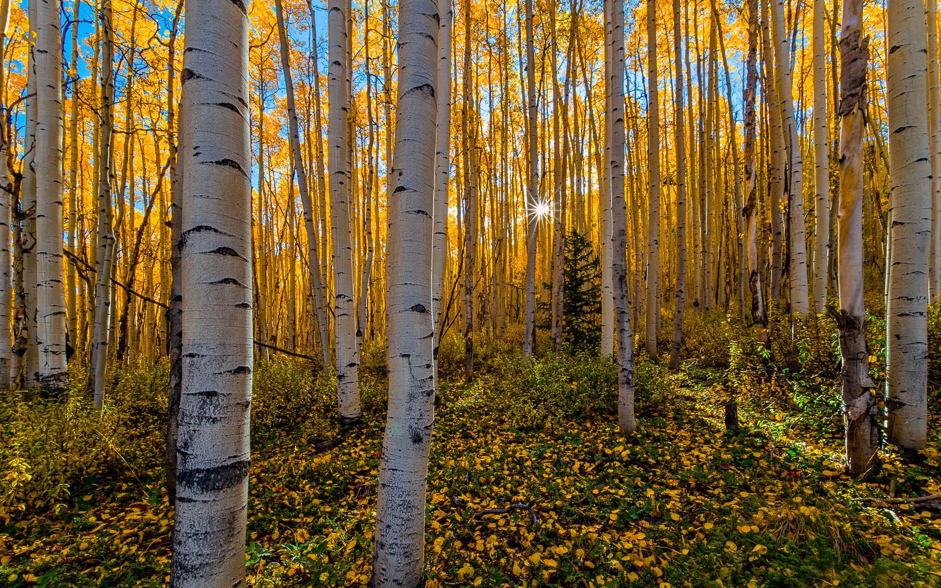 рощ, березез, осень