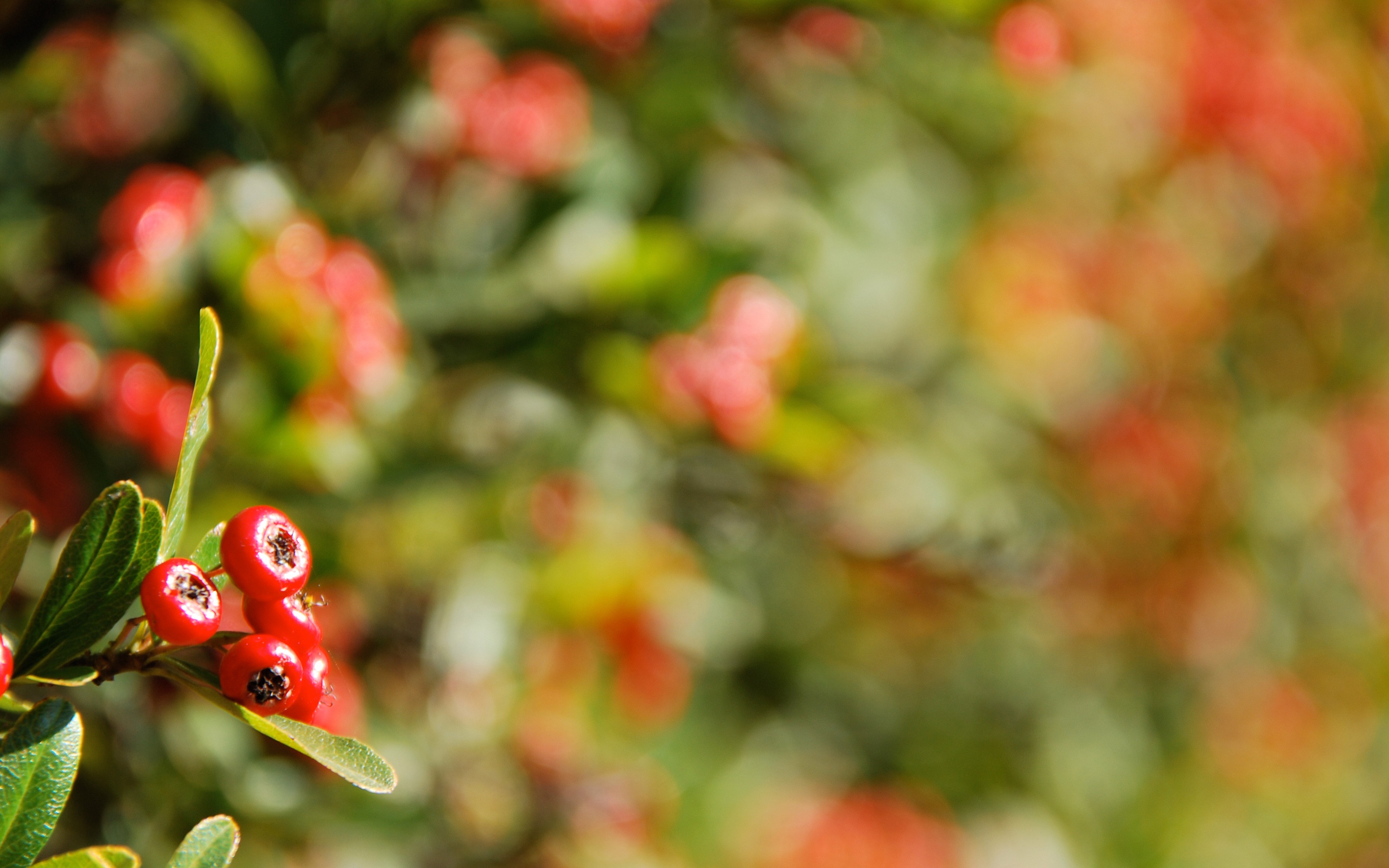 christmas, настроение, макро