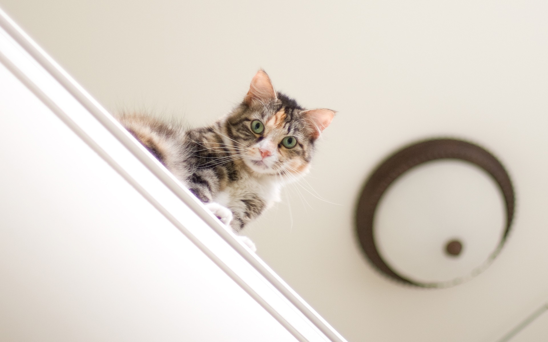 животное, живо