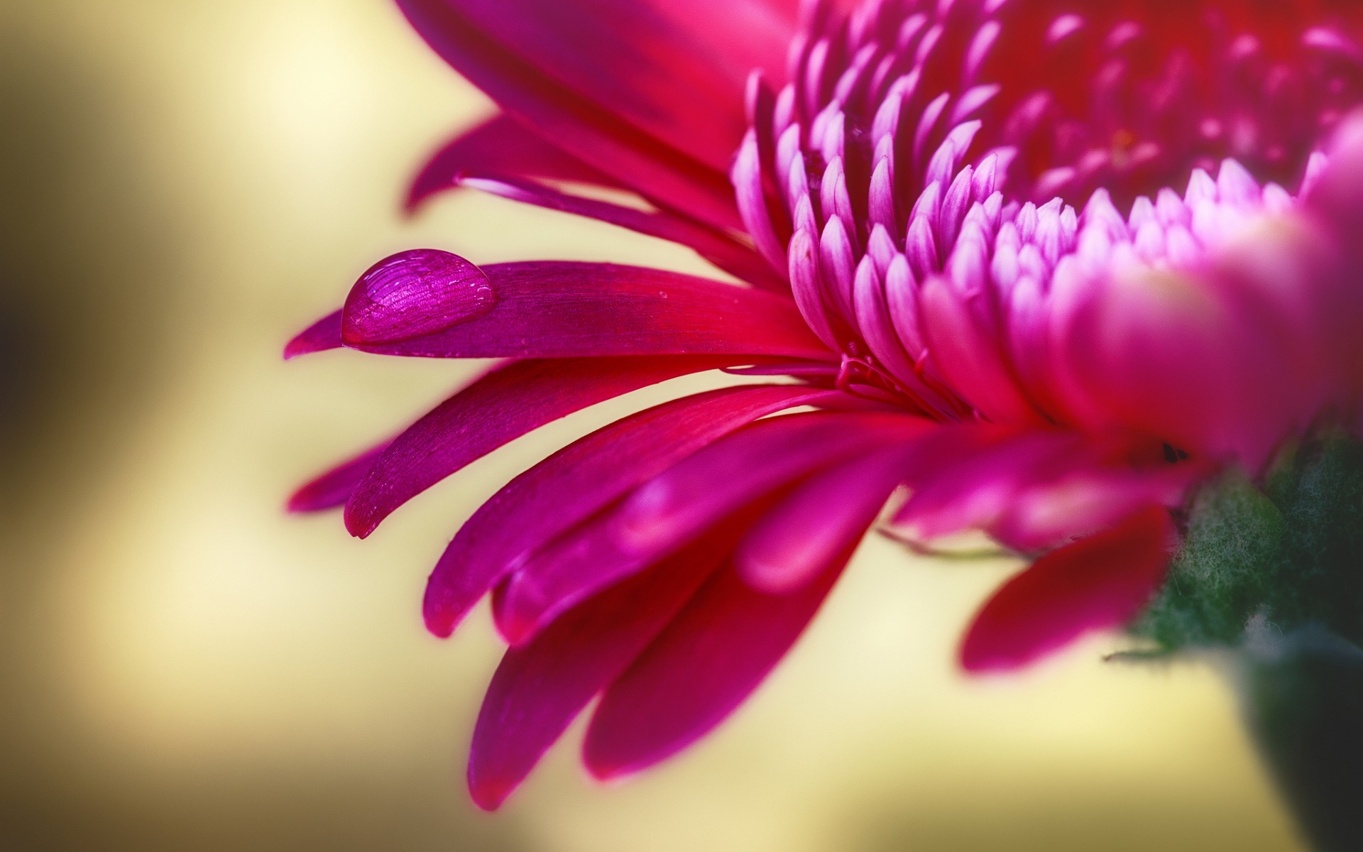 конфеты, застав, chrysanthemum