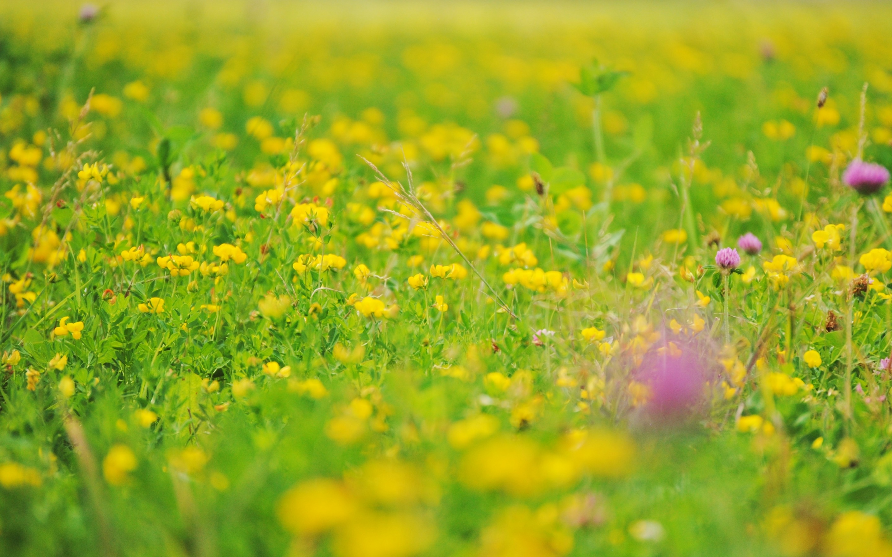 флора, foto, verde