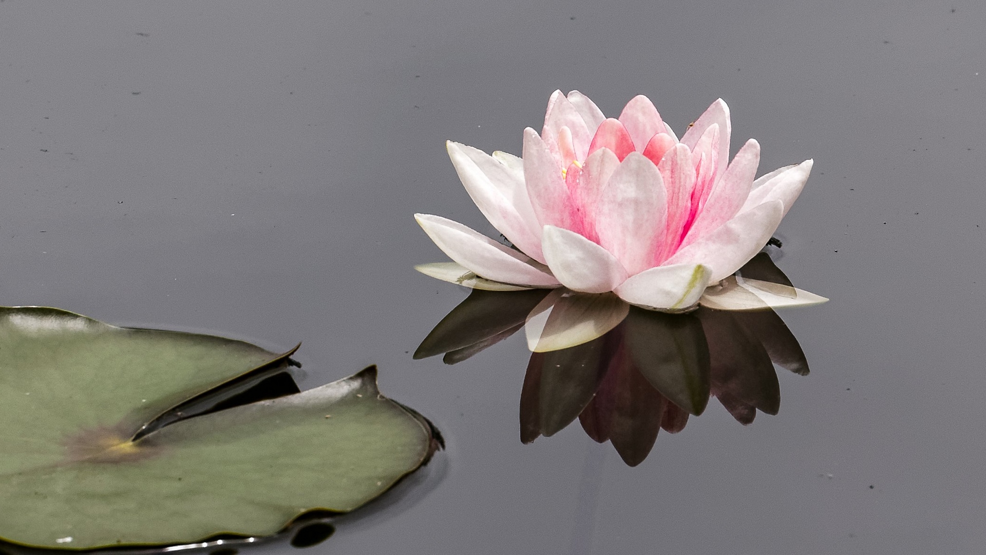 lotus