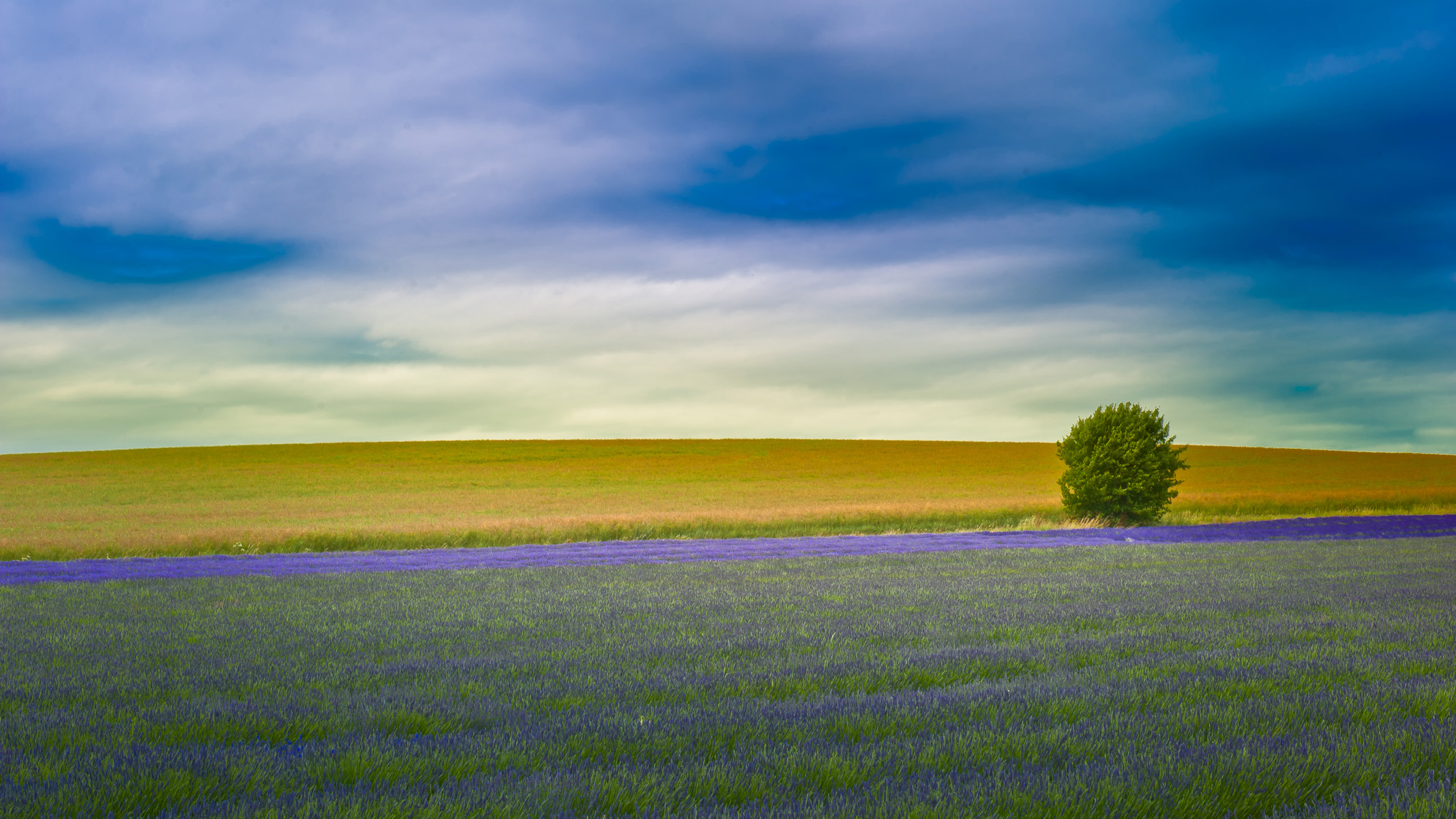 лаванда, баба, мяч