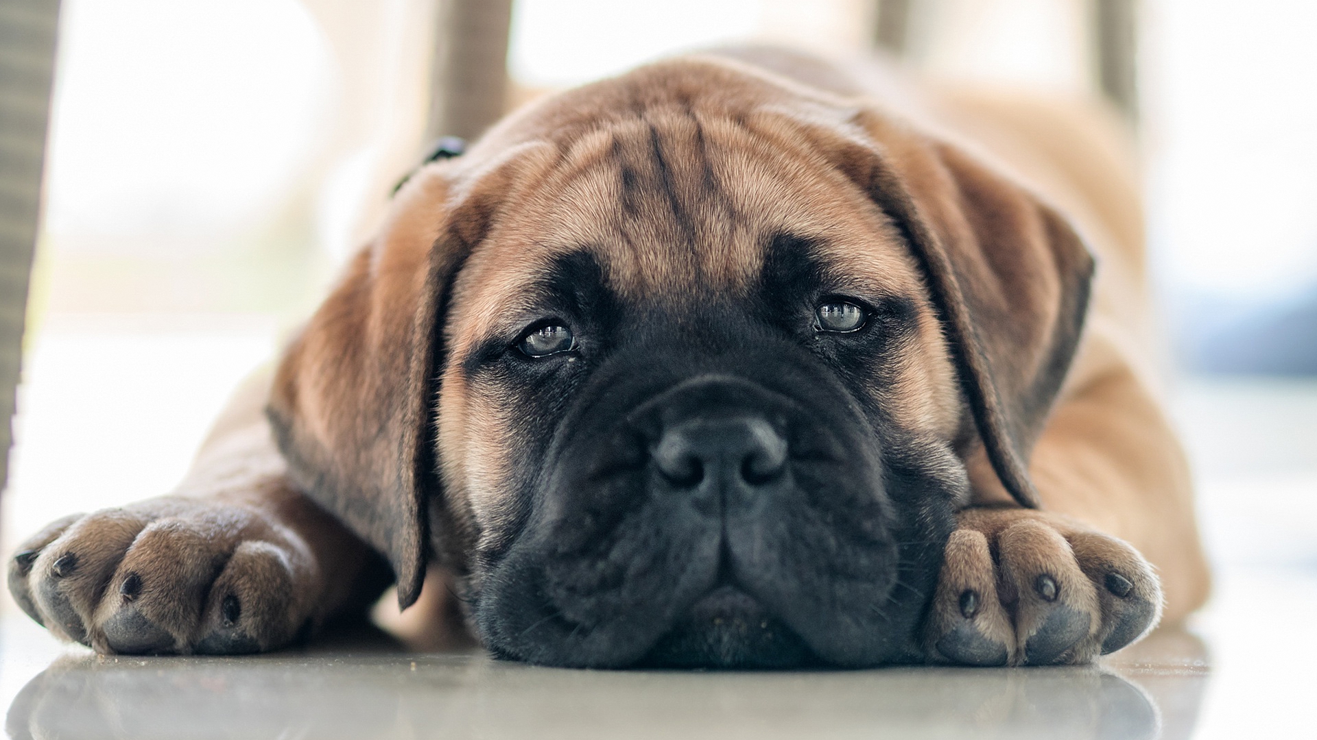 bullmastiff, щенок, черный