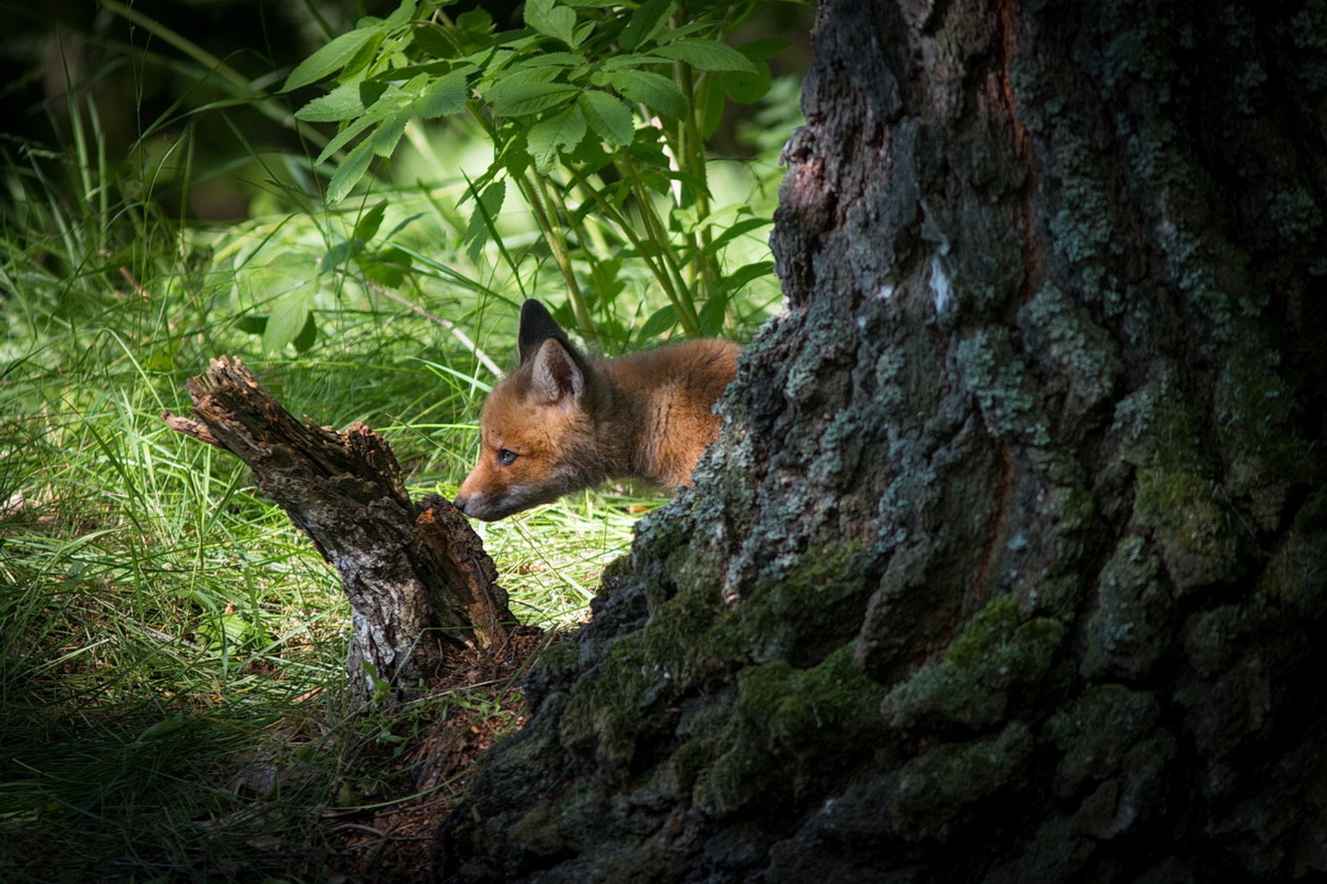 красный, исполнитель