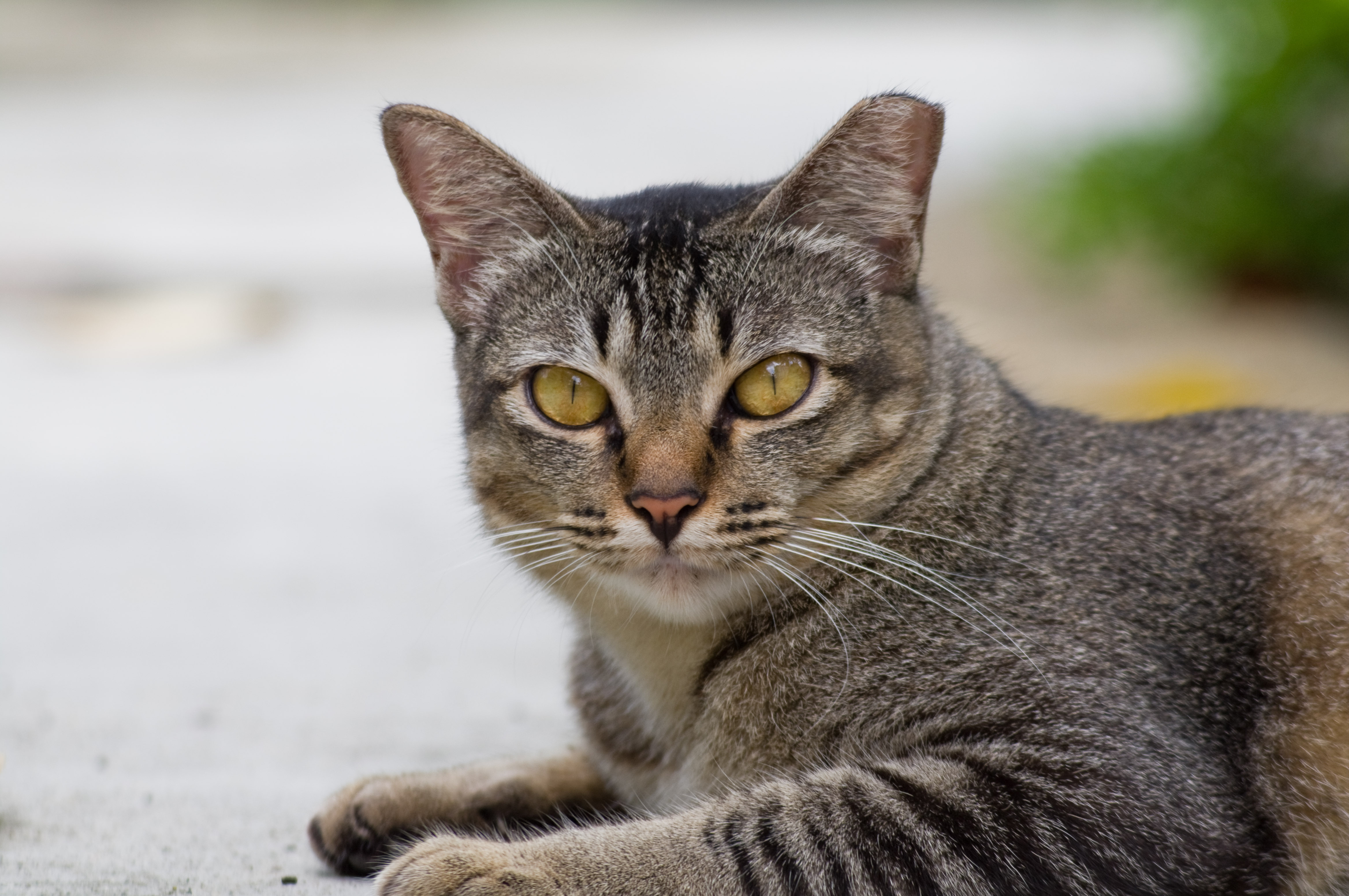 Открытке, картинки котяра