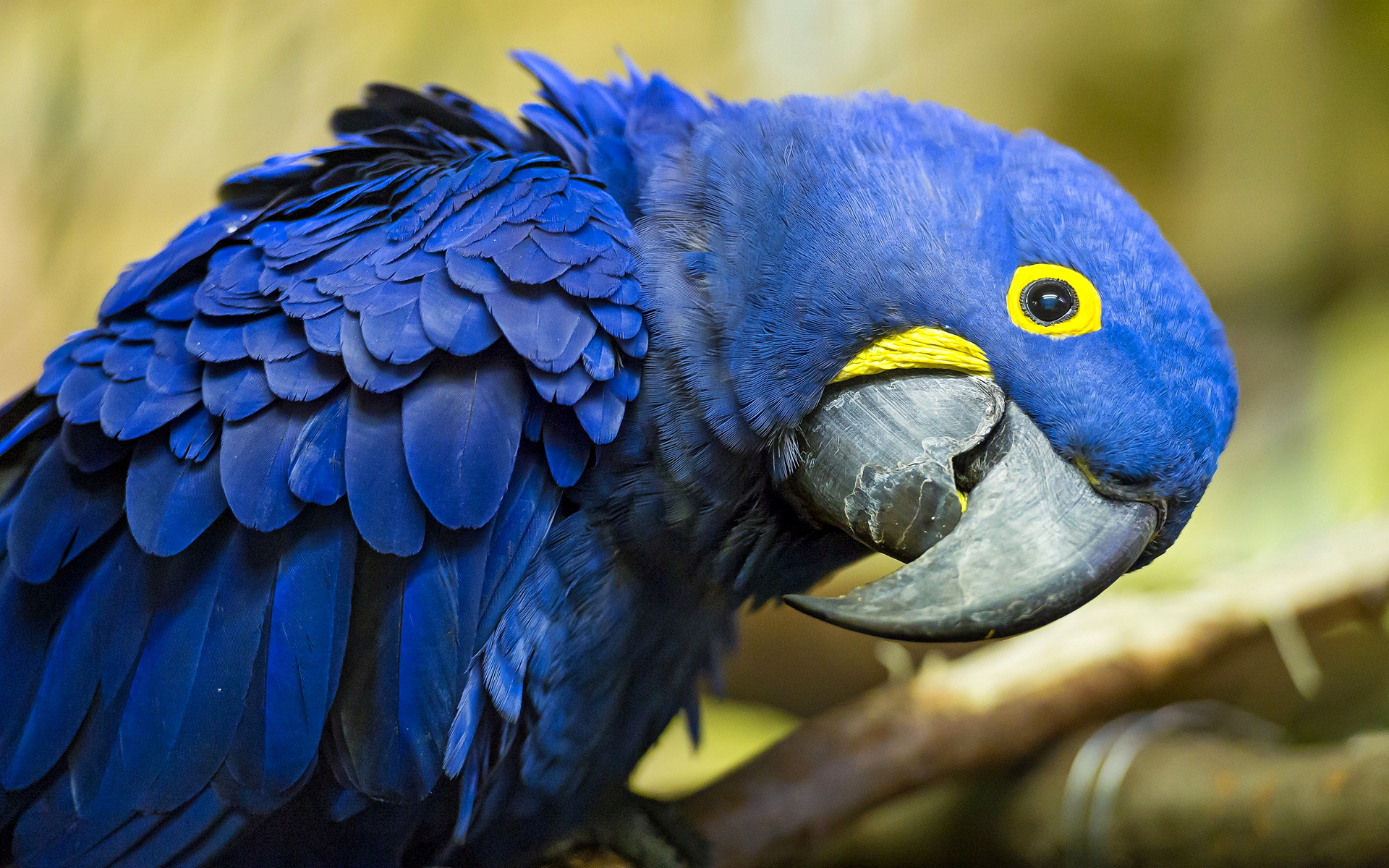 macaw, гиаццин, попрасно