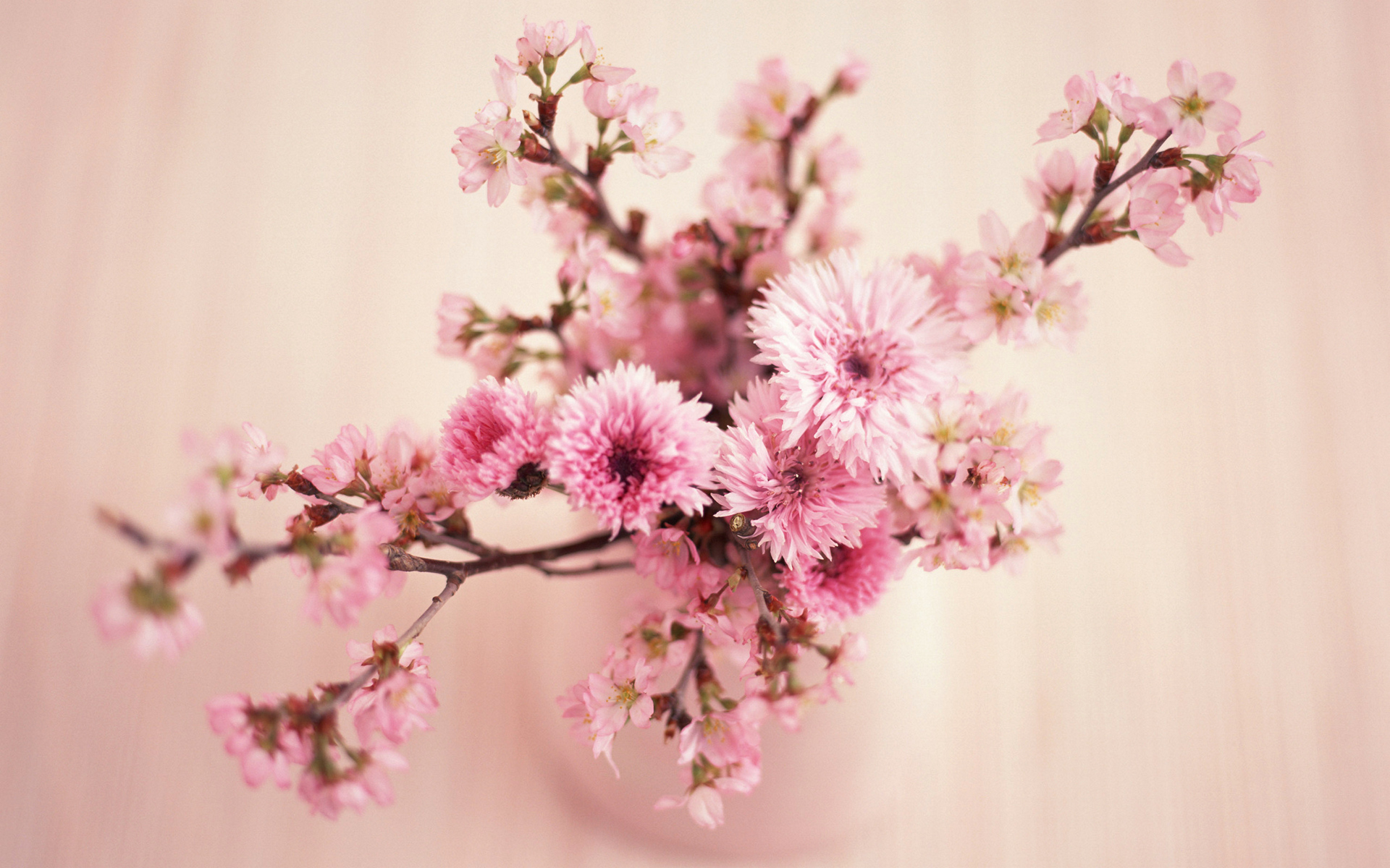 ikebana, зум, изображения