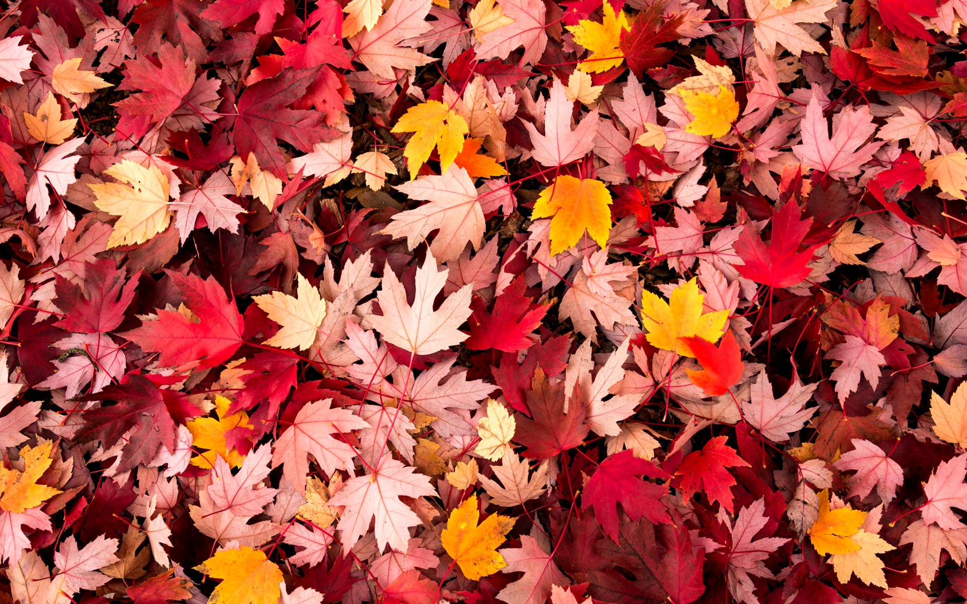 лист, красивый, осень