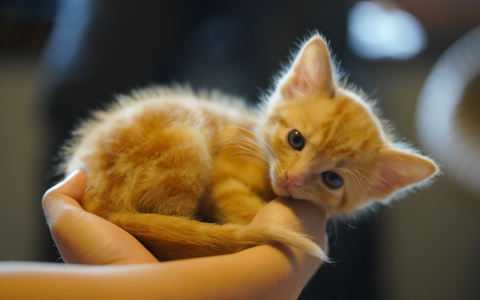 млекопитающий ребенок