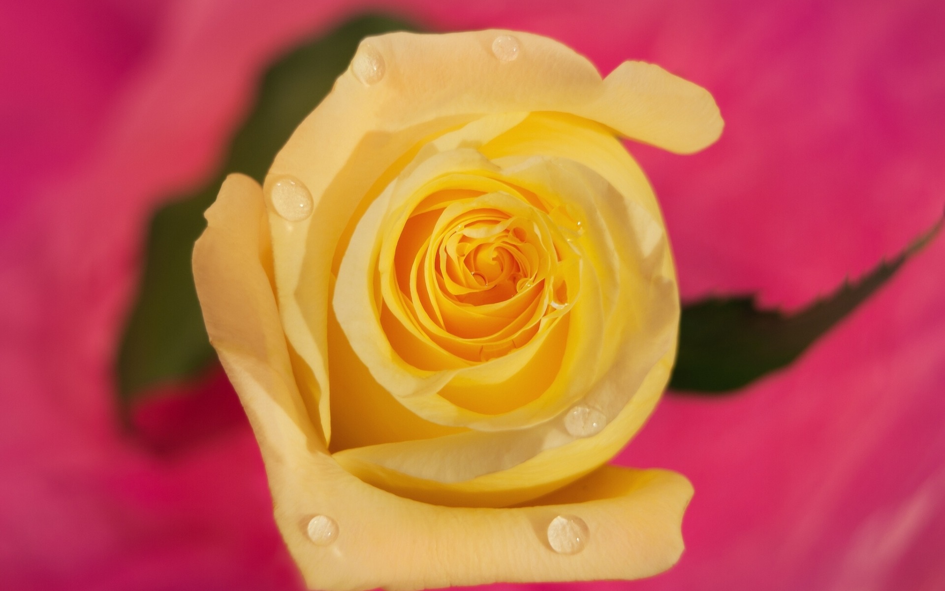 Роза желтая капли макро бесплатно