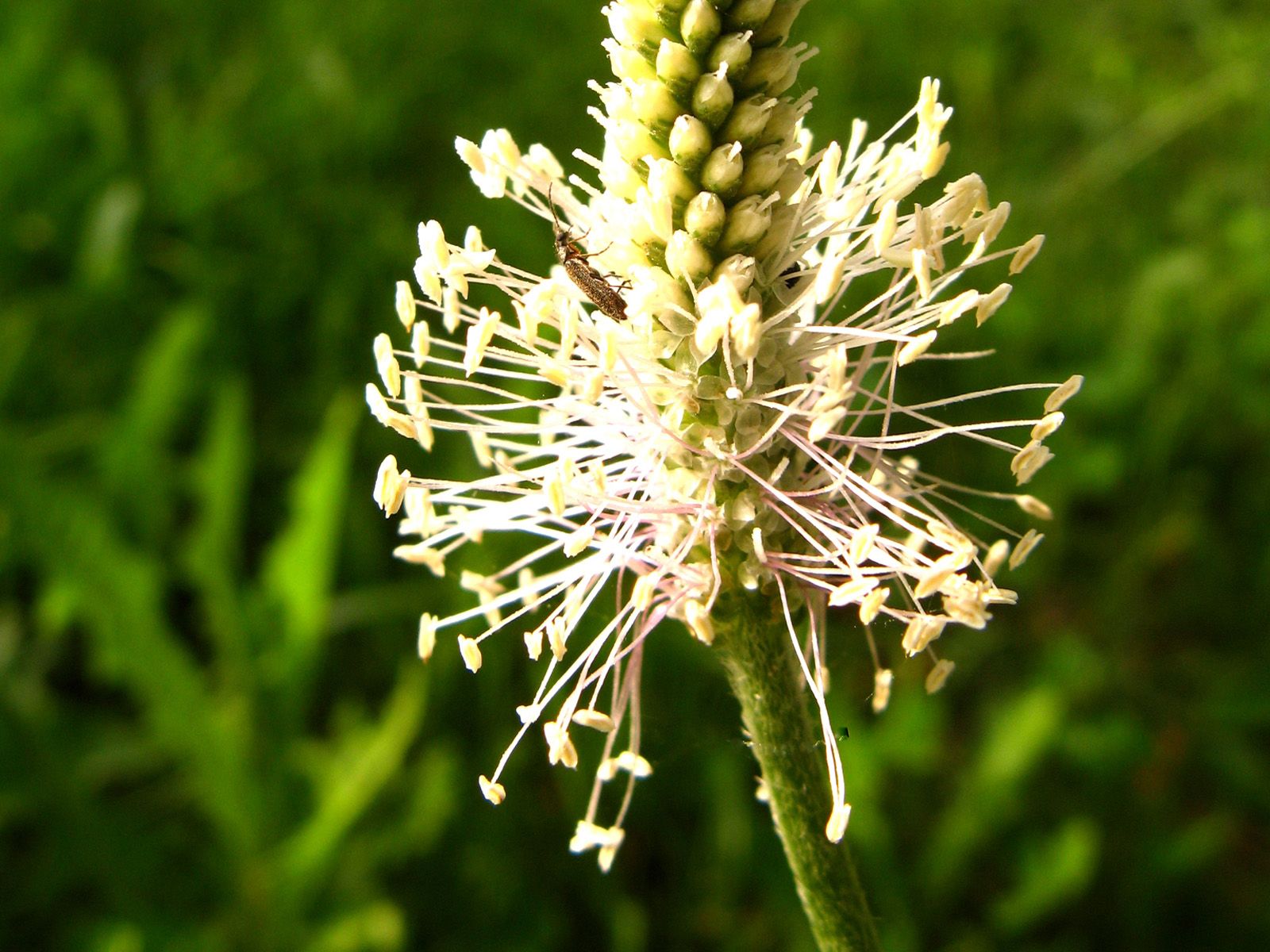 banksii, banksia
