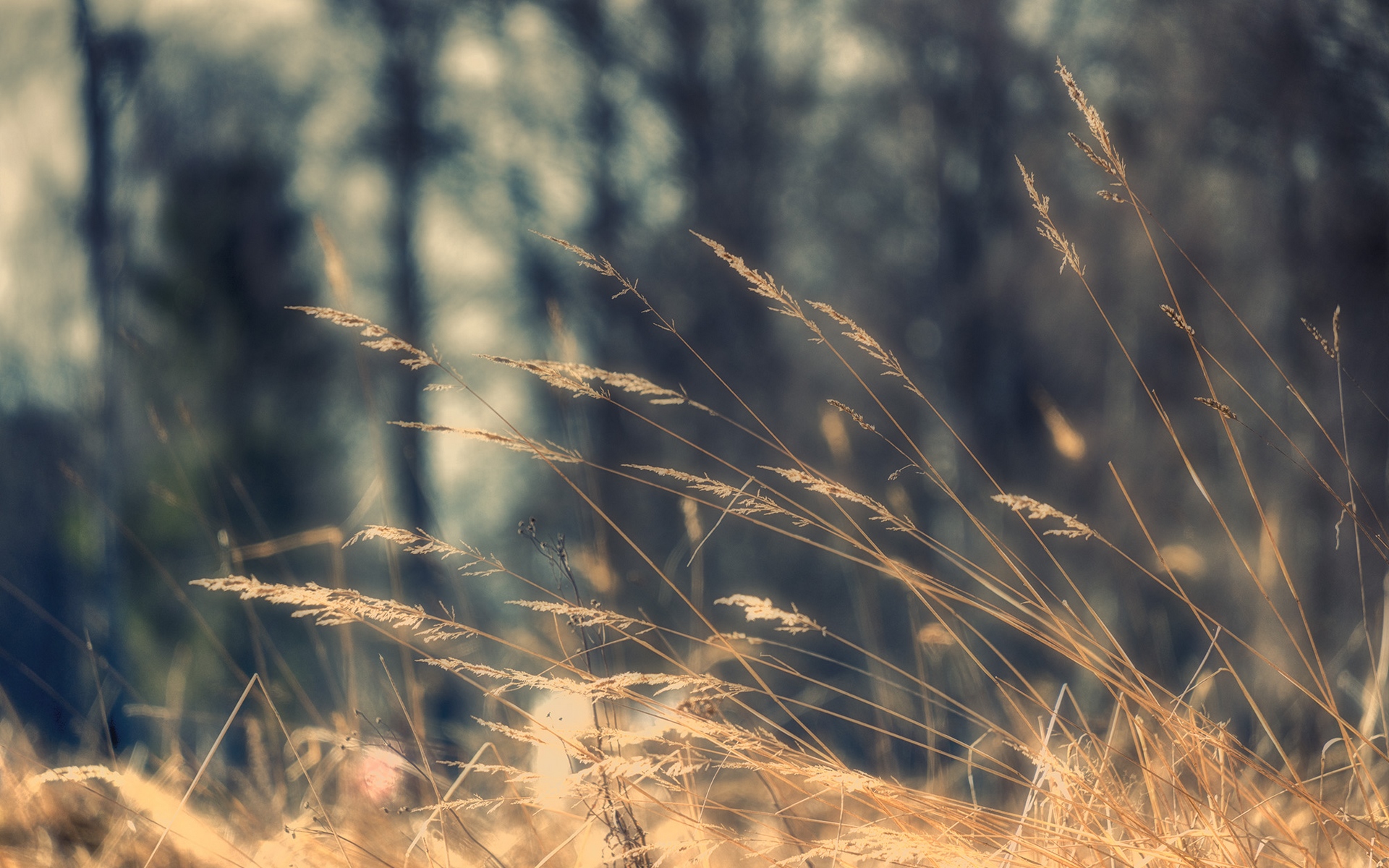 трава, фото, поле