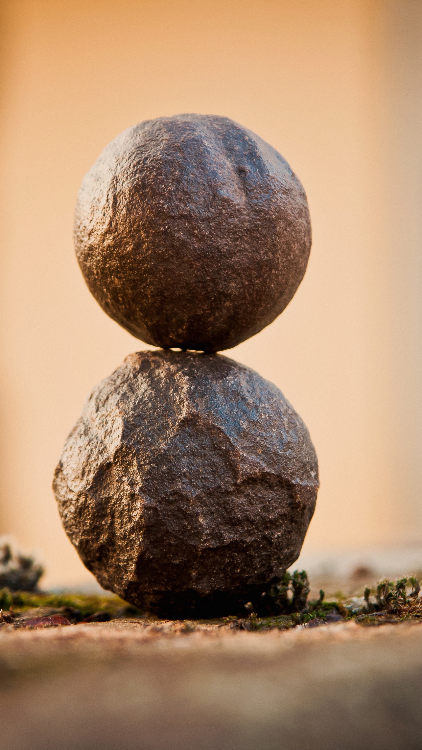 бабассу, пальма