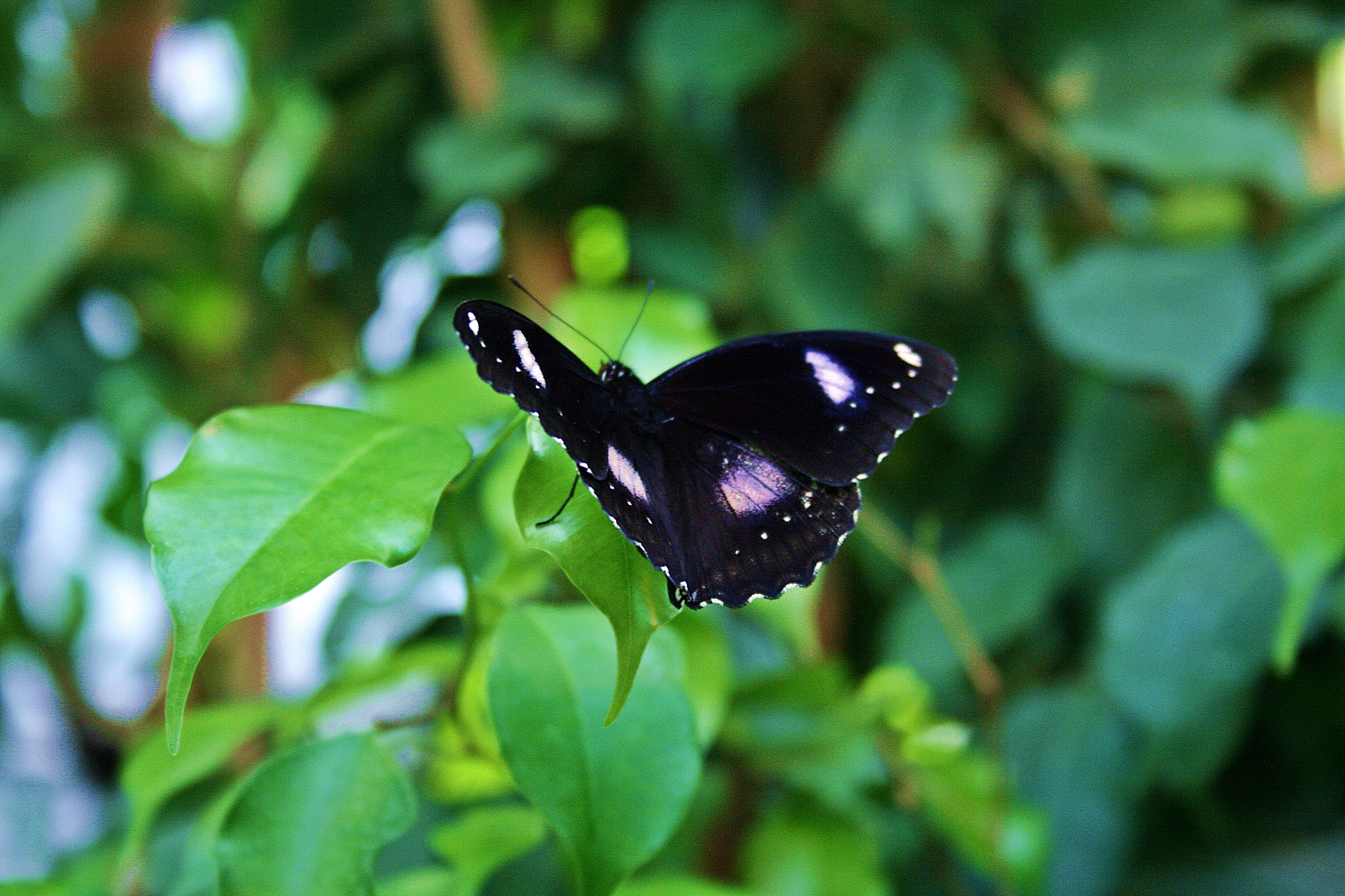 lycaenida, wikipediagossamer