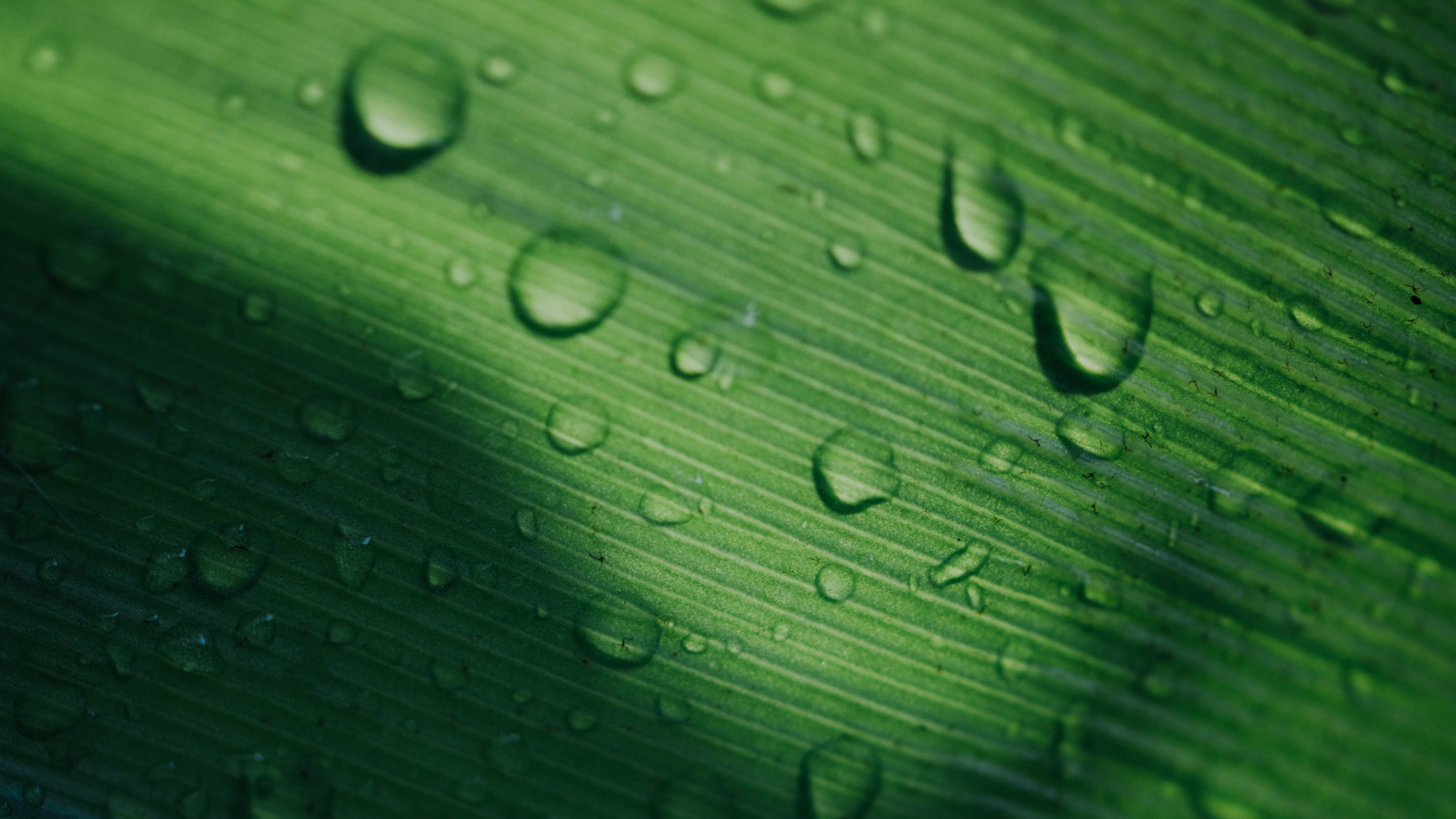 leaf, drop, makryi