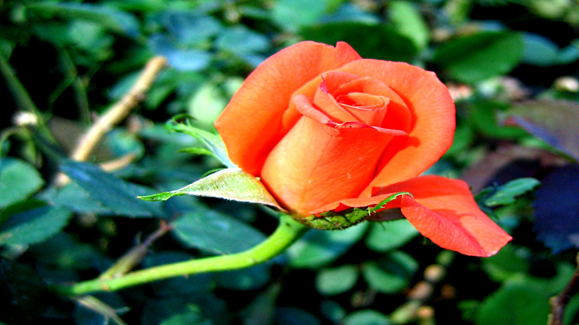 есть одна оранжевая роза, которая цветет в саду