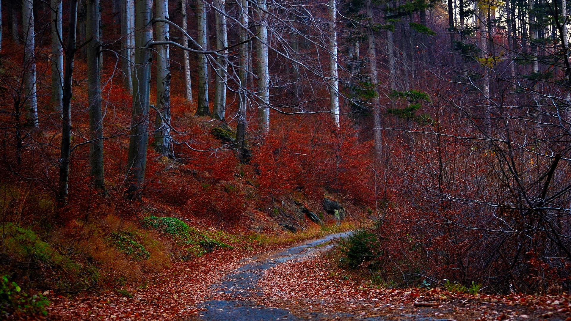 осень, лес, листья