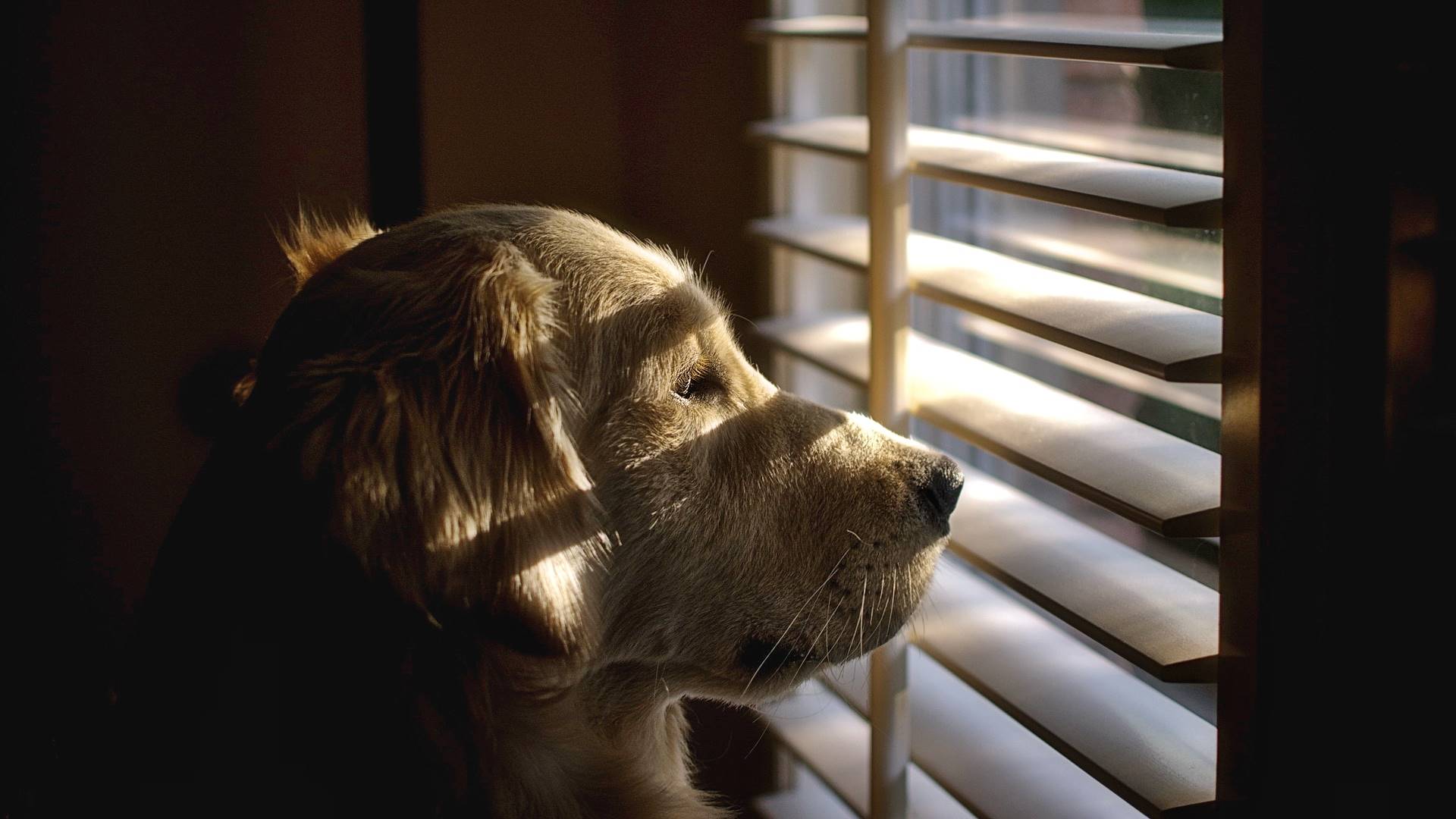 собака, жалюзи, цитата