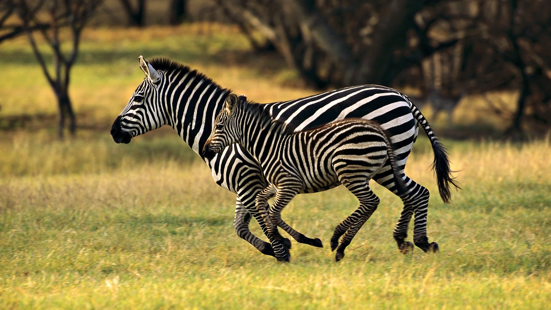 Зебры в поле без смс