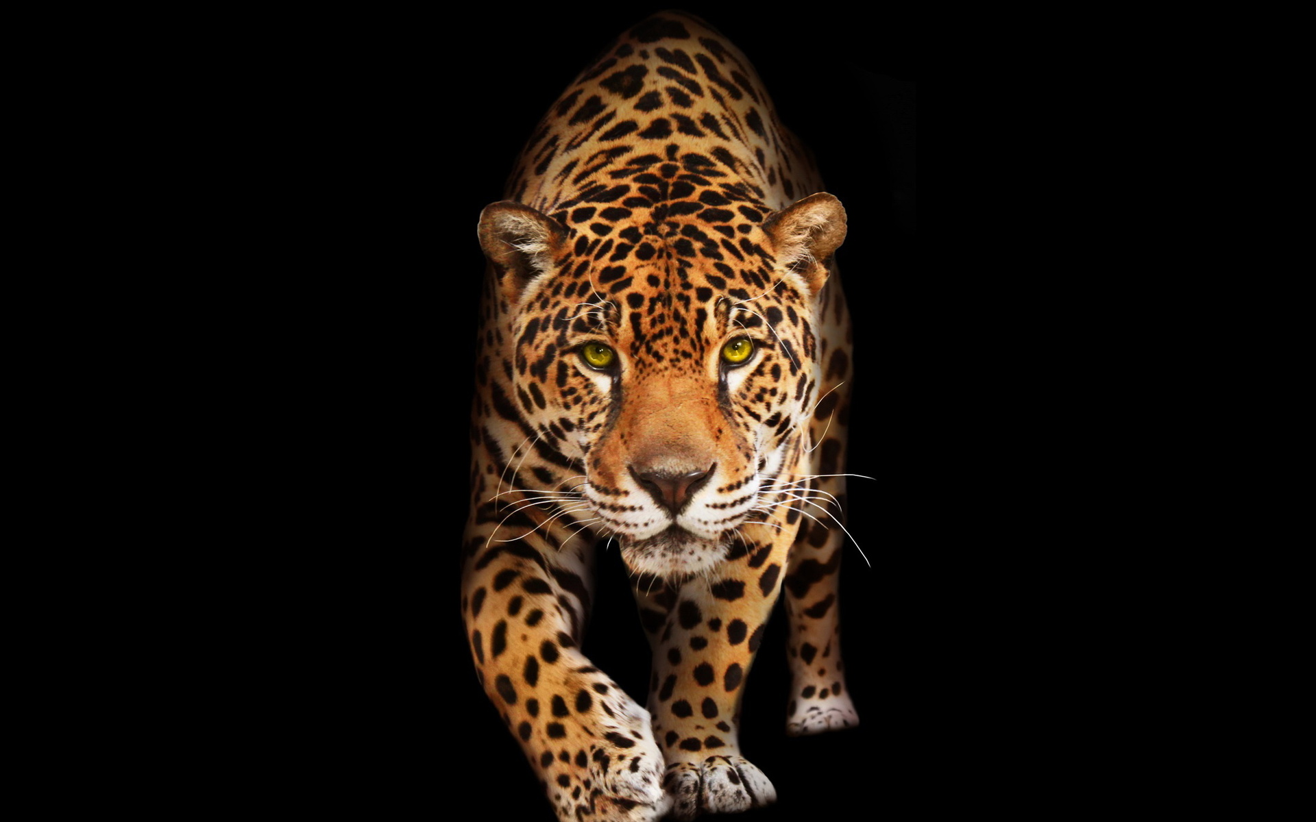 jaguar, фотороботы, леопард